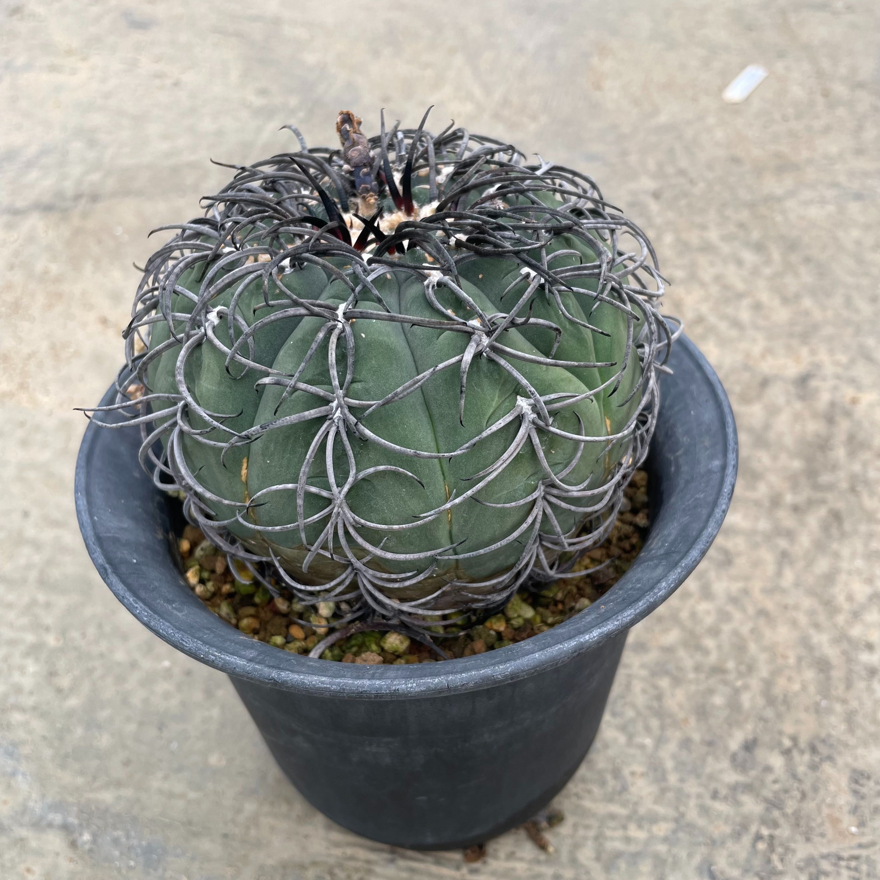 楽天市場】【Gimnocalycium ギムノカリキウム フェロシオール（実