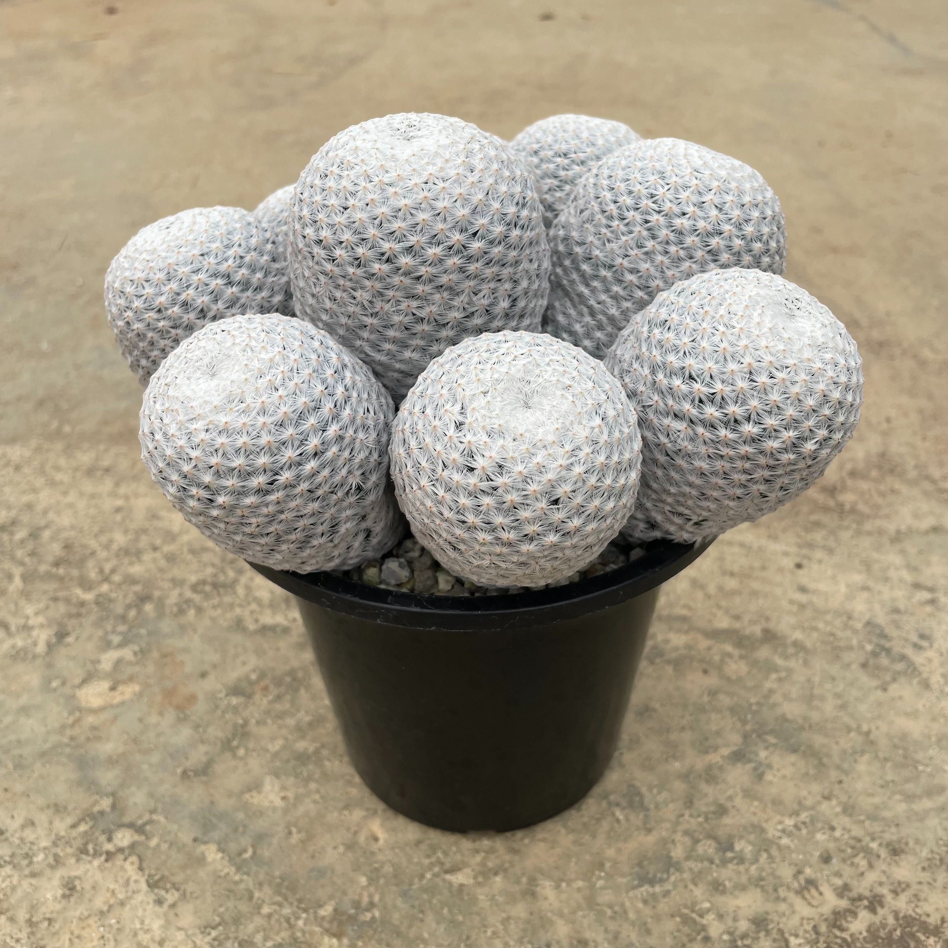 実生 黒肌 明星 マミラリア サボテン ⁄ 白星 白鳥 ザ・ファーム 黒肌