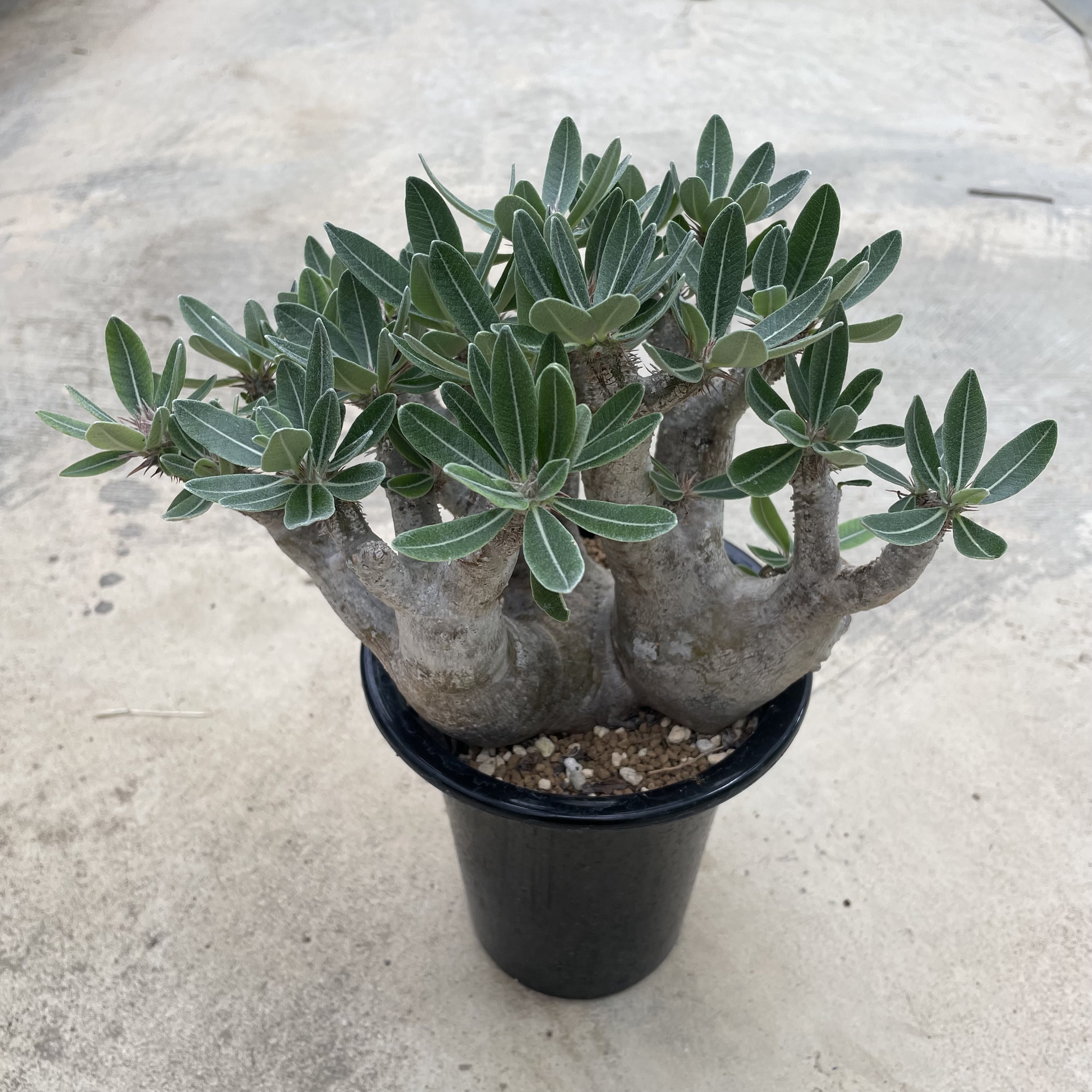 ブーハン　ハエマントイデス　現地株 ブーファンハエマントイデス | STORES