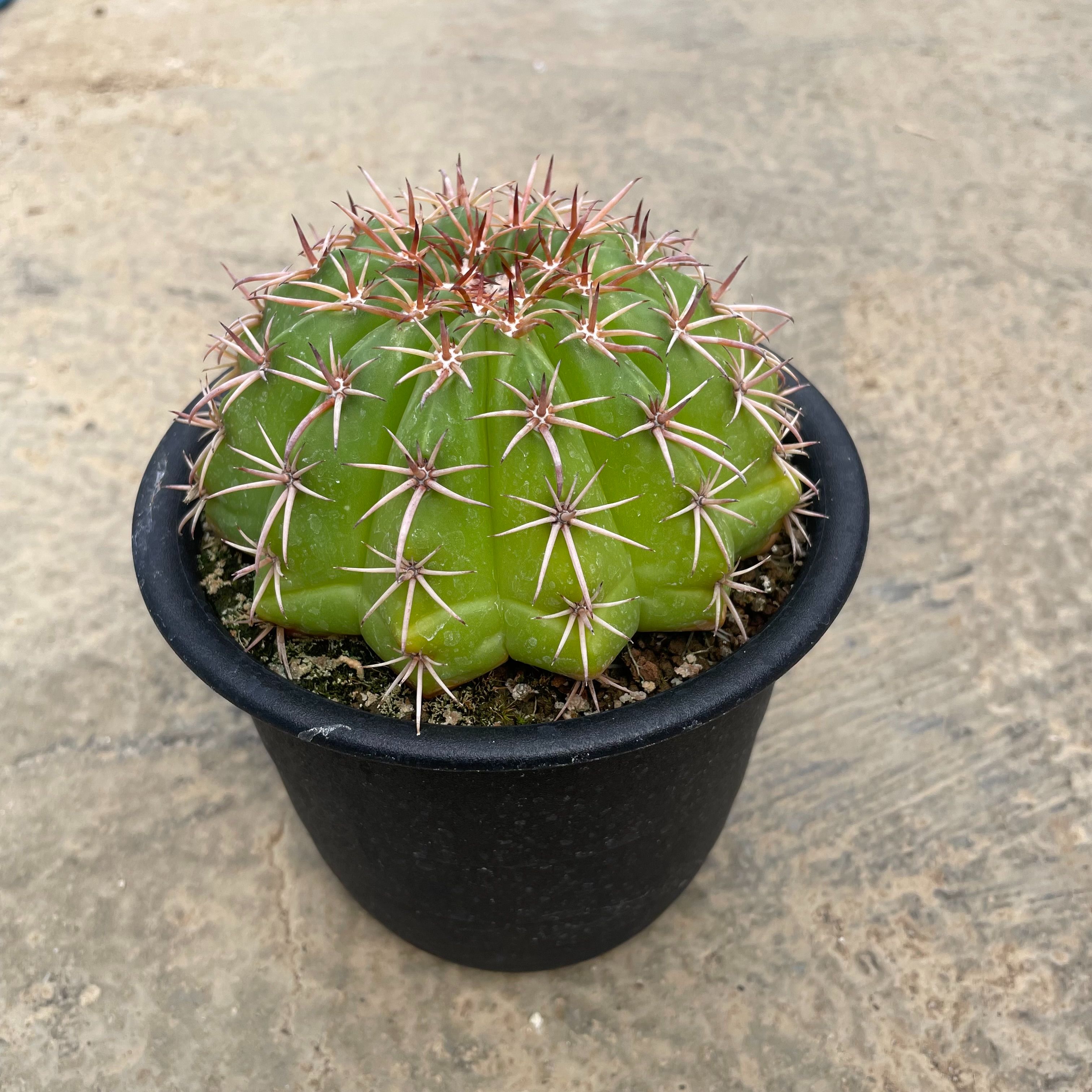 楽天市場】【テフロカクタス】ゲオメトリクス サボテン ギフト 植物 苗