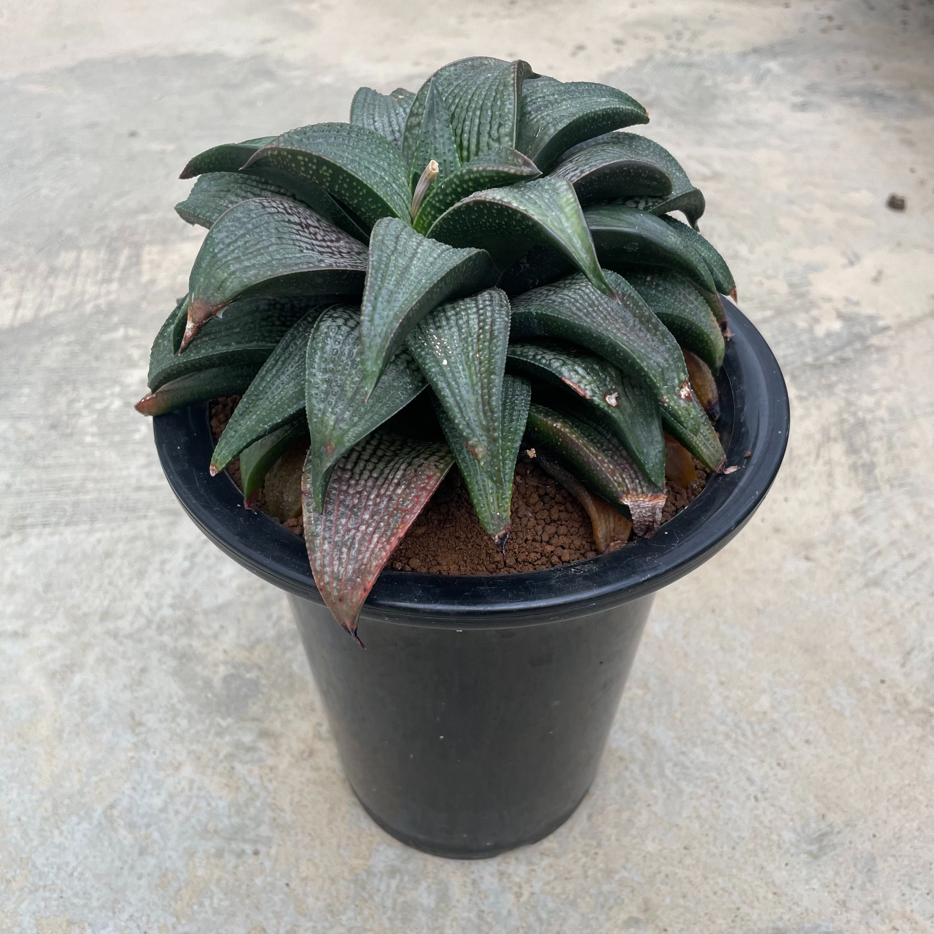 【Haworthia  ハオルチア  天目  】管理すること遣りくち付き添い人6.5号鉢 カクタス 未経験者向け 多肉植物 滅多に無い 滅多にない草木 レア 好奇心 人並み外れた 室内装飾 室内装飾緑であること 育て分かりやすい 観葉草木 緑であること 一般受け おうち第四次元 差し上げ物 差し上げ物 今めかしい 新やって行く 引き移る 造営祝