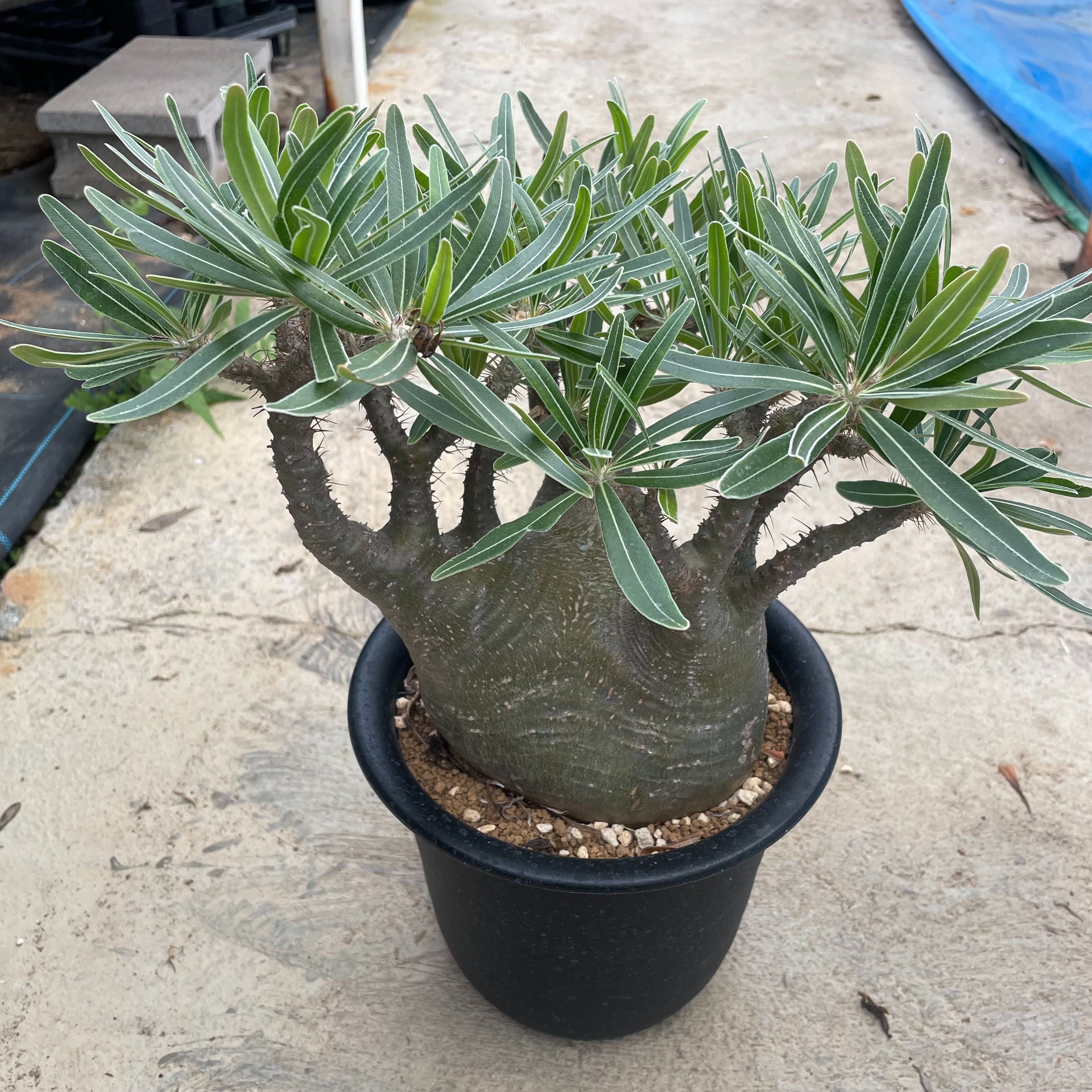 楽天市場】コーデックス：パキポディウム グラキリス 発根済*塊根幅