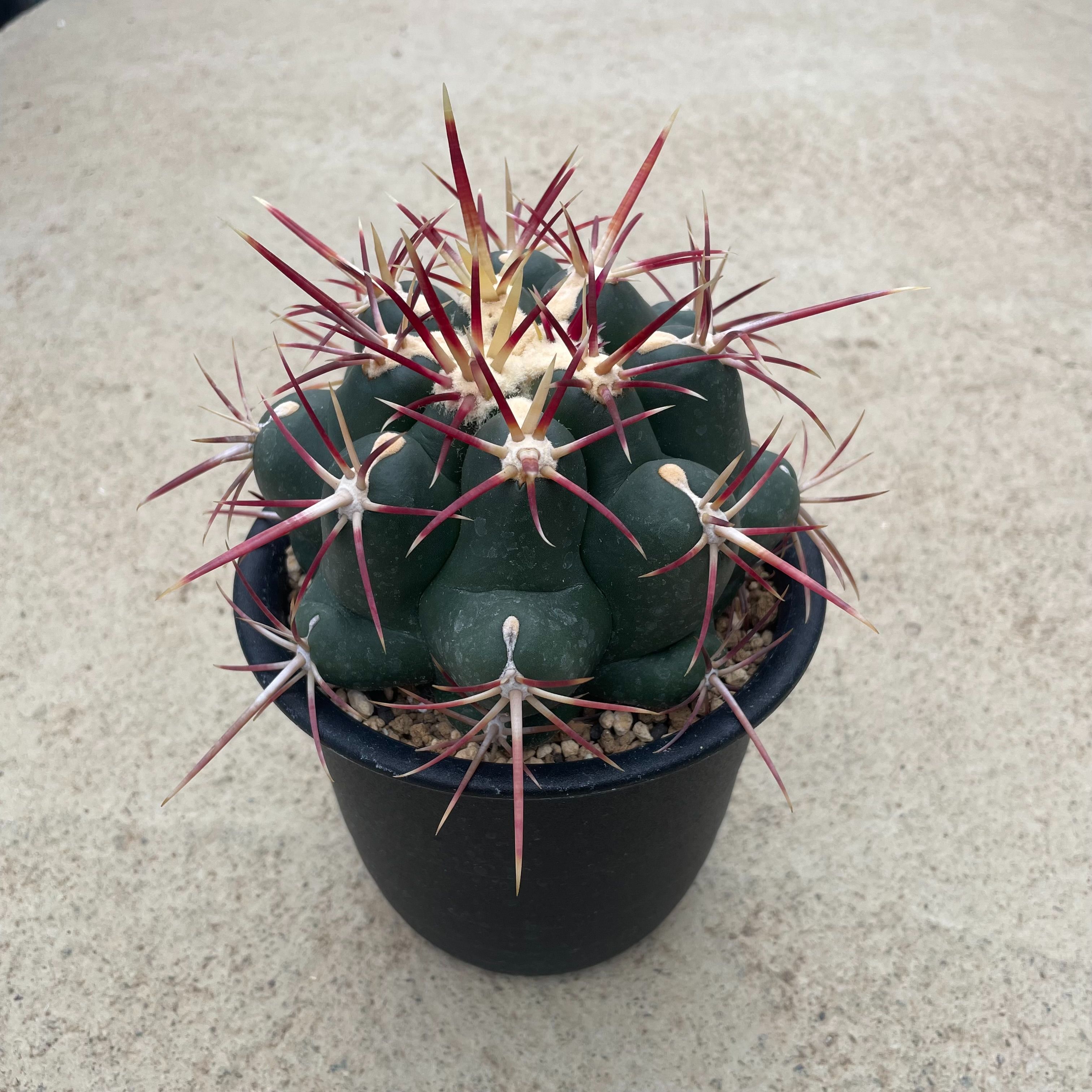 楽天市場】【The locates テロカクタス 強刺紅鷹（実）】管理