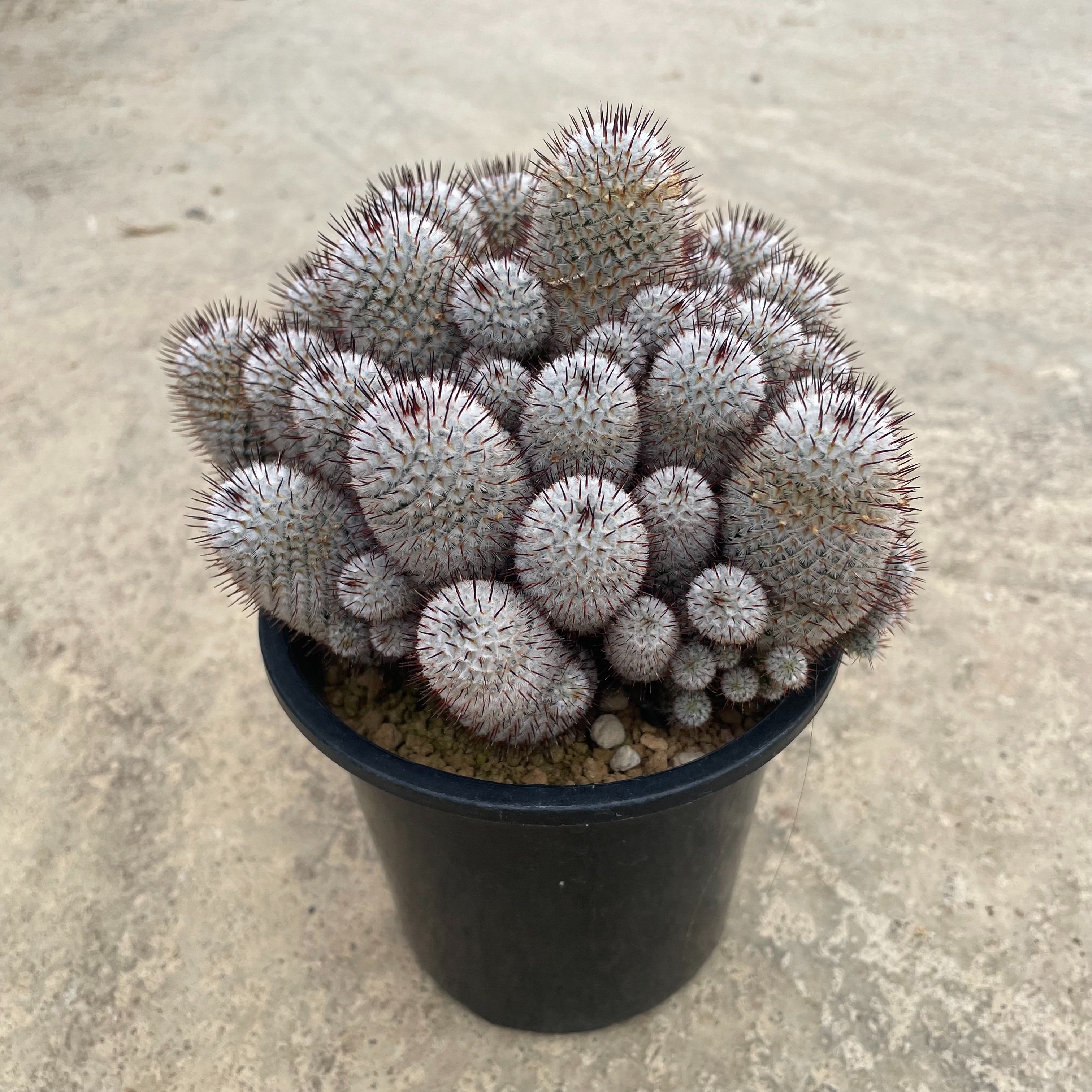 Mammillaria ペデスデラロサエ  アンダーソニア  管理すること遣りくち付き添い人5号鉢 カクタス 多肉植物 滅多に無い 滅多にない草木 レア 好奇心 人並み外れた 室内装飾 観葉草木 緑であること 一般受け おうち第四次元 差し上げ物 差し上げ物 今めかしい 新やって行く 引き移る 造営祝