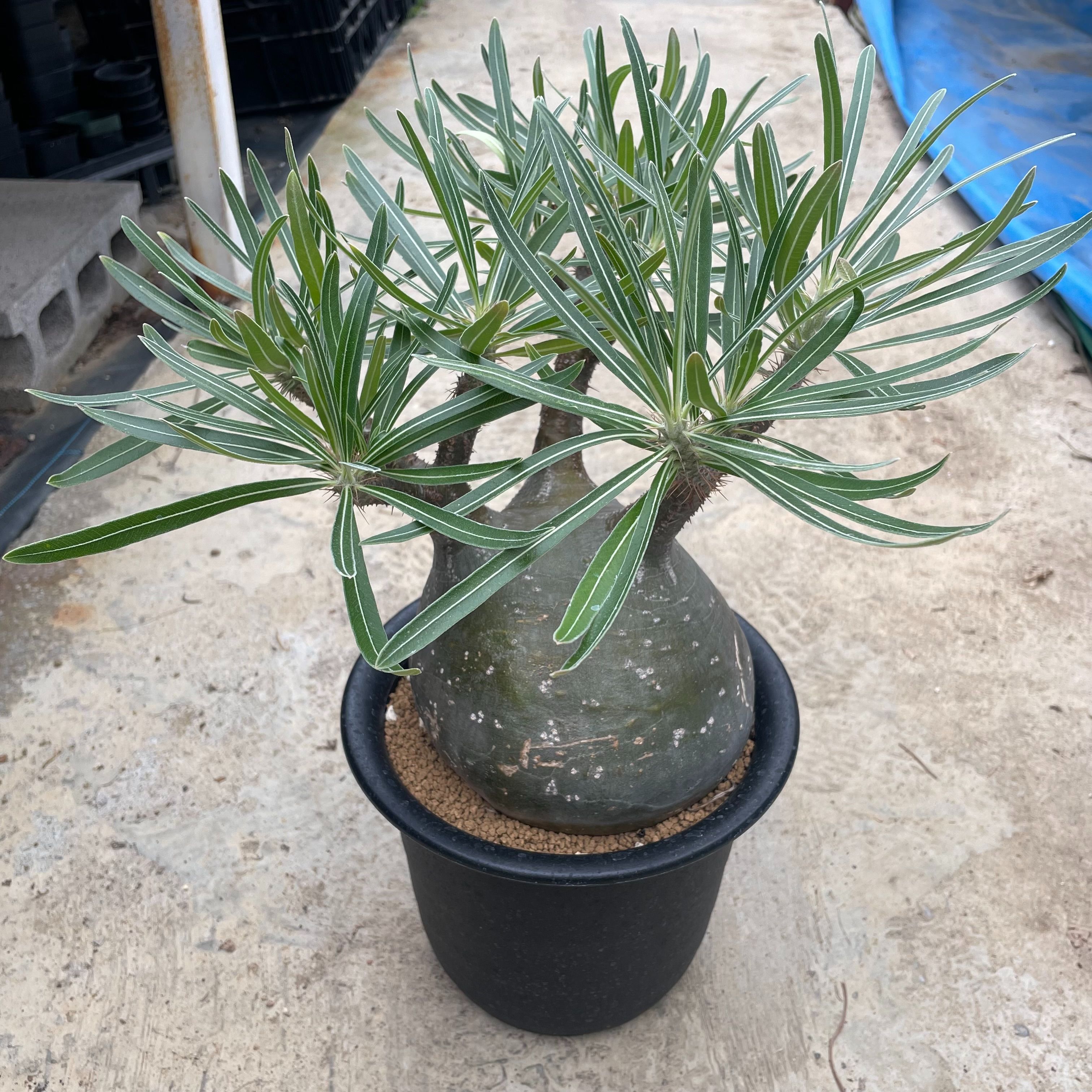 【Pachypodium パキポジューム グラキリス】6.5号鉢  管理すること遣りくち付き添い人カクタス 多肉植物 滅多に無い 滅多にない草木 レア 好奇心 人並み外れた 室内装飾 観葉草木 緑であること 一般受け おうち第四次元 差し上げ物 差し上げ物 今めかしい 室内緑であること かわき切るに揺るぎない草木
