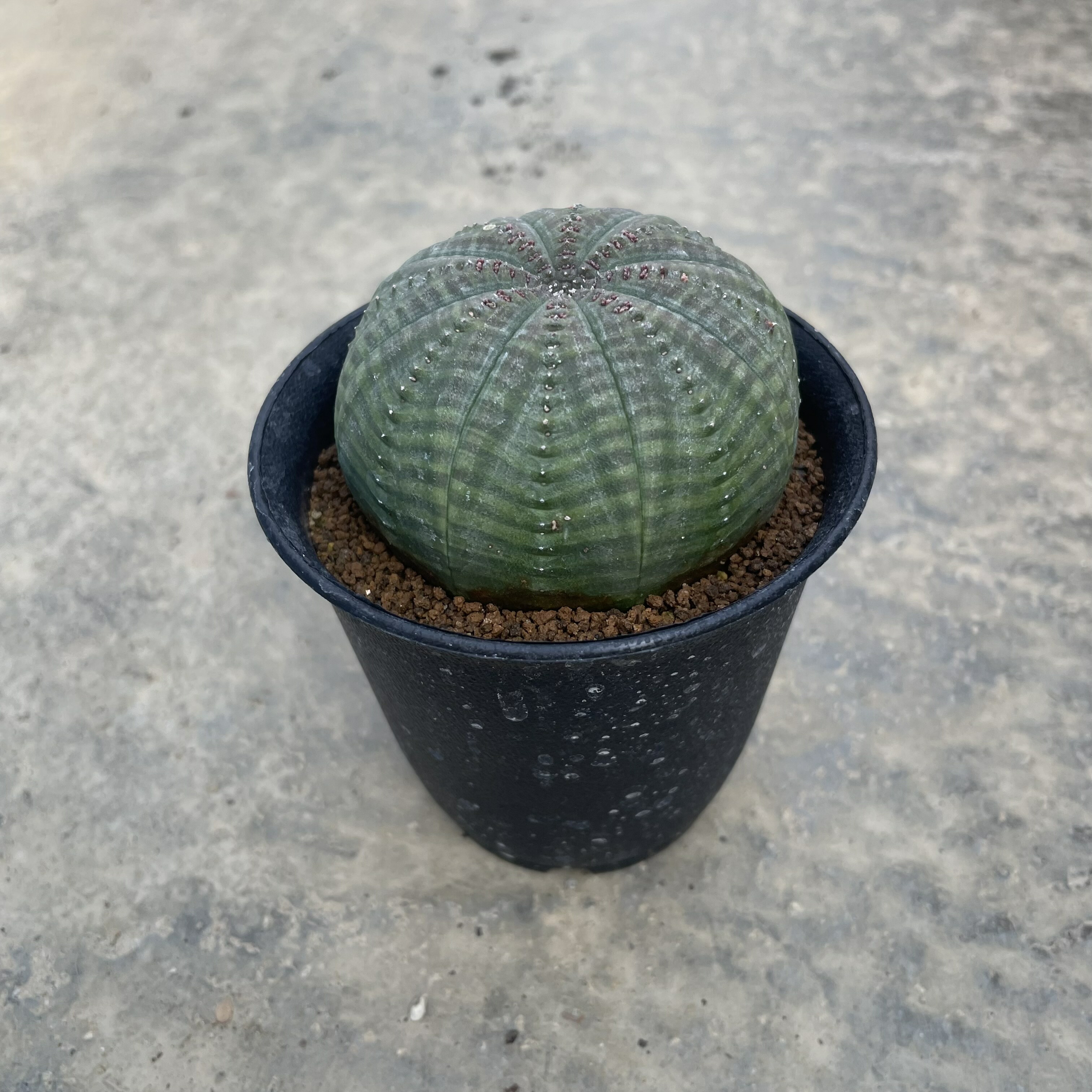 楽天市場】Euphorbia ユーフォルビア 亀甲オベサ 管理方法付き2号鉢