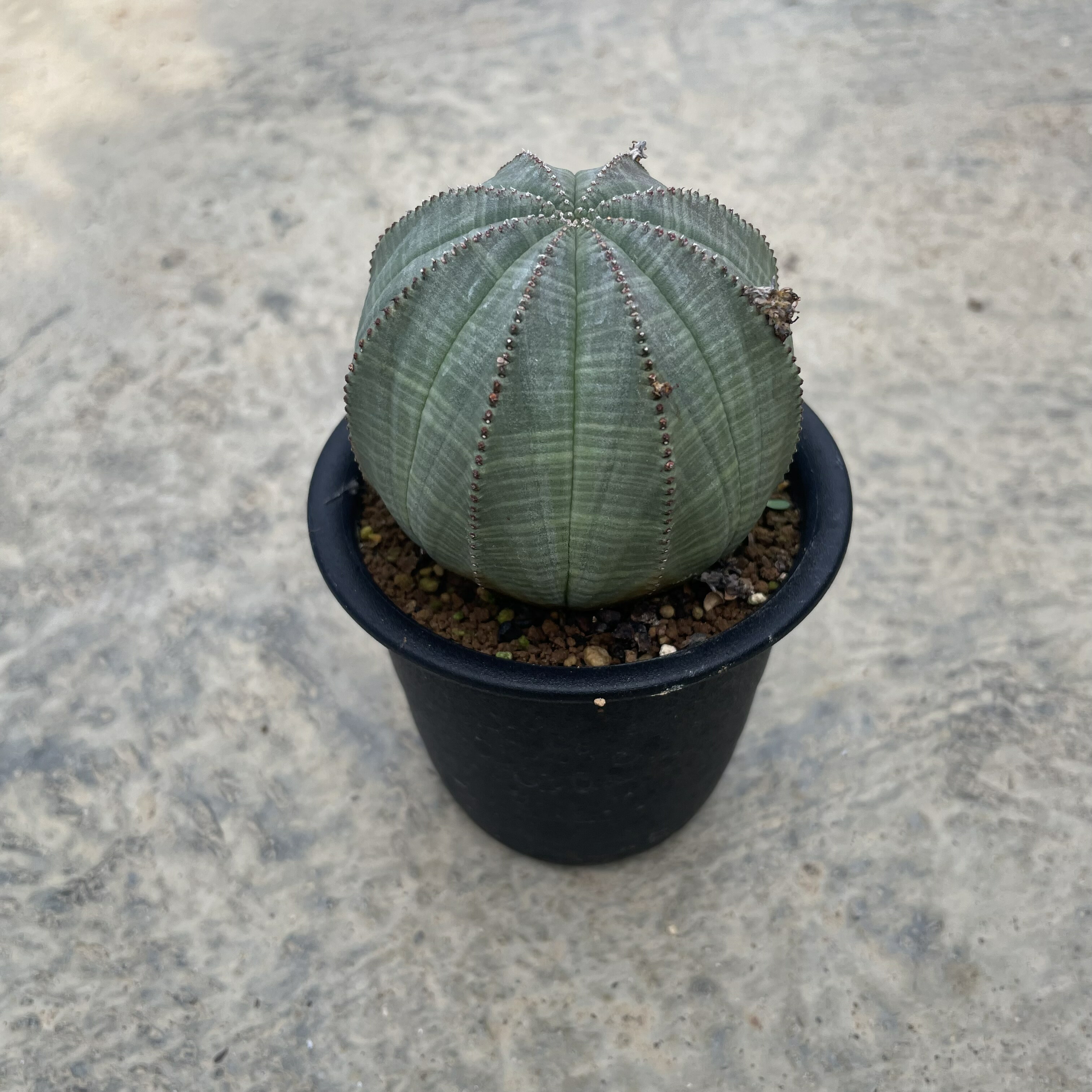 希少 ユーフォルビア 亀甲 オベサ sp ユーフォルビア 亀甲オベサ | botanical.shop