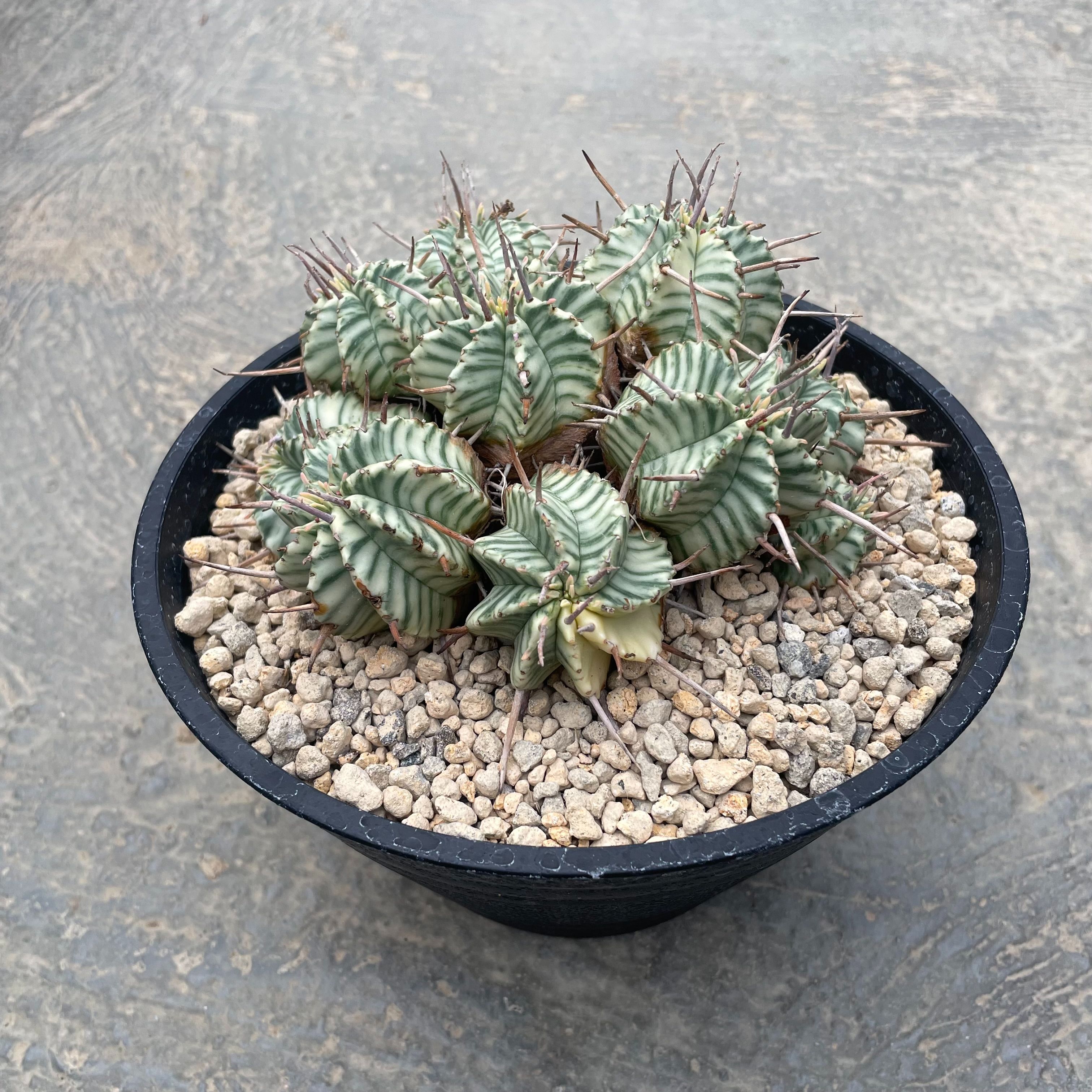 レア多肉植物シリーズ・ユーフォルビア属・宇田ゼブラホリダinわけけのお店 楽天市場】現品 観葉植物 本物 人気の多肉植物 ユーフォルビア・ホリダ