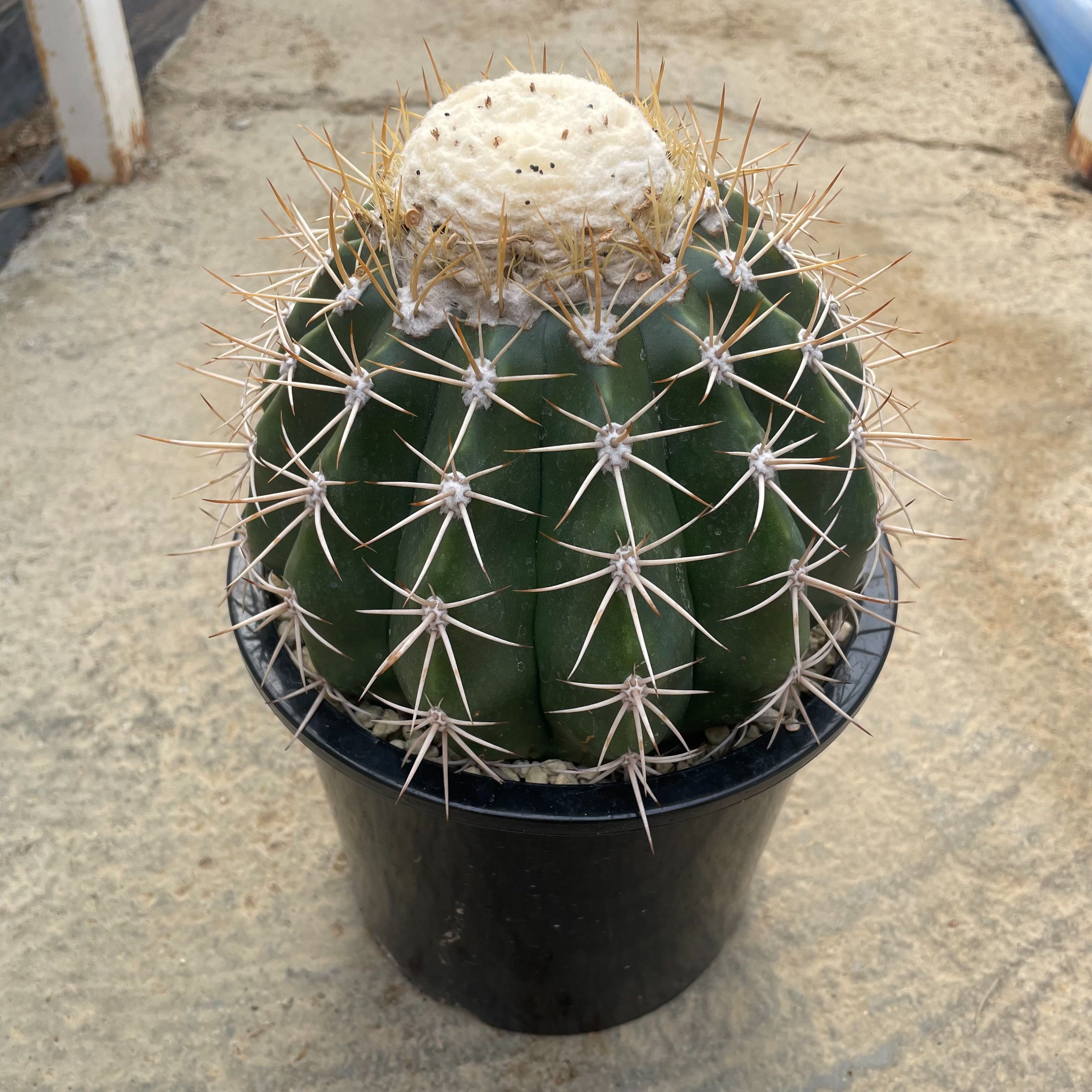 楽天市場】Echinocactus エキノカクタス 大竜冠 タイリュウカン 管理