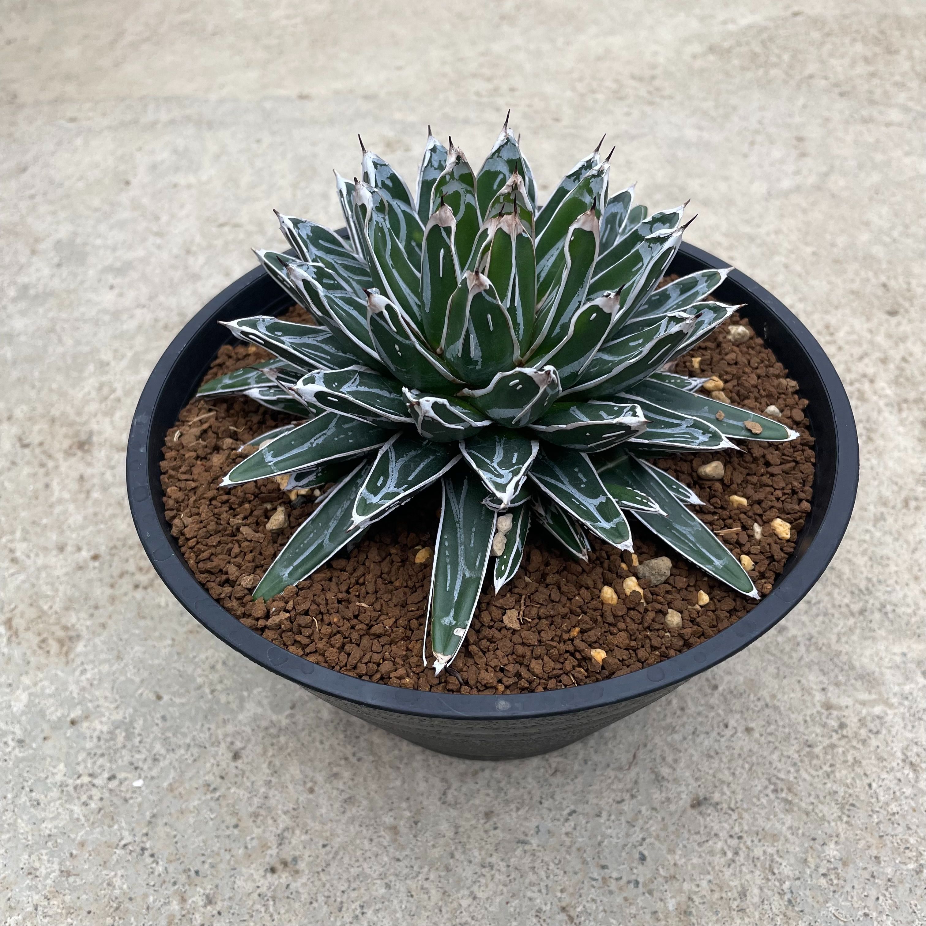 Agave  アガベ 姫笹の雪 特えの具手合い 管理すること遣りくち付き添い人5.5号鉢 カクタス 多肉植物 滅多に無い 滅多にない草木 レア 好奇心 人並み外れた 室内装飾 観葉草木 緑であること 一般受け おうち第四次元 差し上げ物 差し上げ物 今めかしい 新やって行く 引き移る 造営祝