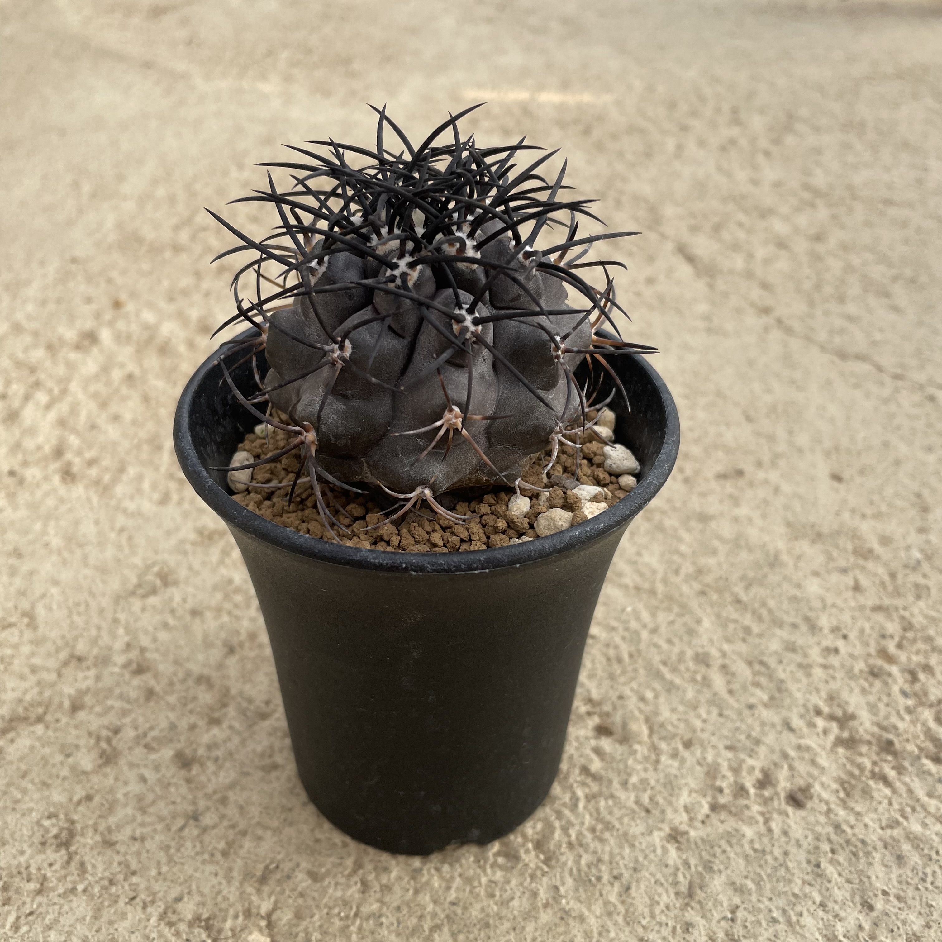 Copiapoa コピアポア グリセオビオラセア（実生） 管理方法付き 3号鉢 サボテン 多肉植物 希少 珍奇植物 レア 珍品 珍しい インテリア 観葉植物 グリーン 人気 おうち時間 プレゼント ギフト おしゃれ