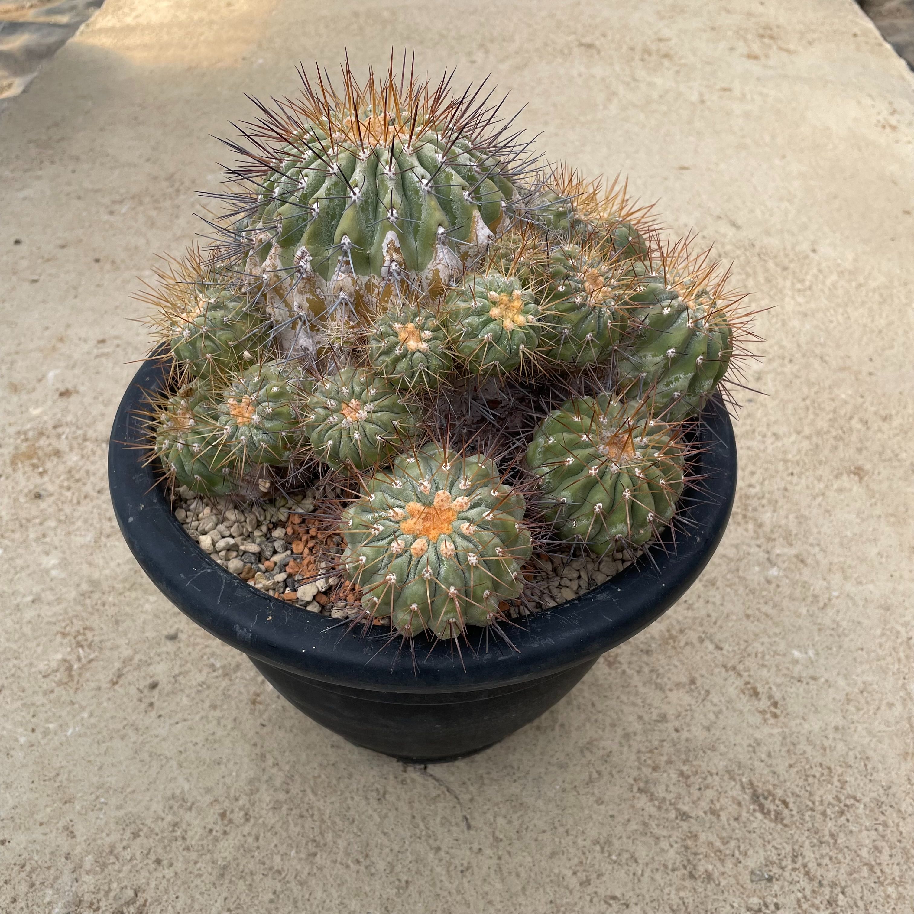 Copiapoa  コピア不祝儀  ギガンティア 管理すること遣りくち付き添い人7.5号鉢 カクタス 多肉植物 滅多に無い 滅多にない草木 レア 好奇心 人並み外れた 室内装飾 観葉草木 緑であること 一般受け おうち第四次元 差し上げ物 差し上げ物 今めかしい