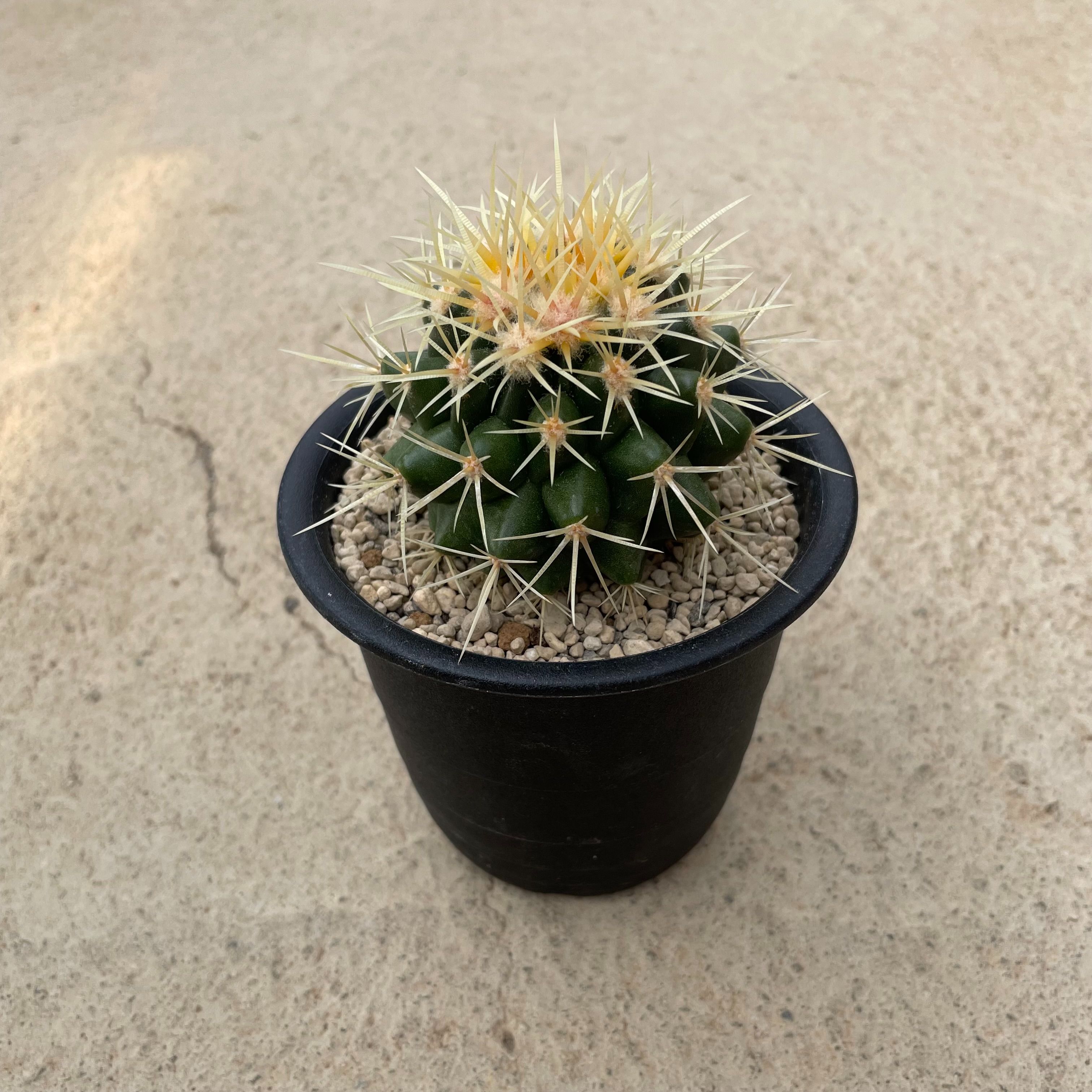 楽天市場】Echinocactus エキノカクタス 大竜冠 タイリュウカン 管理