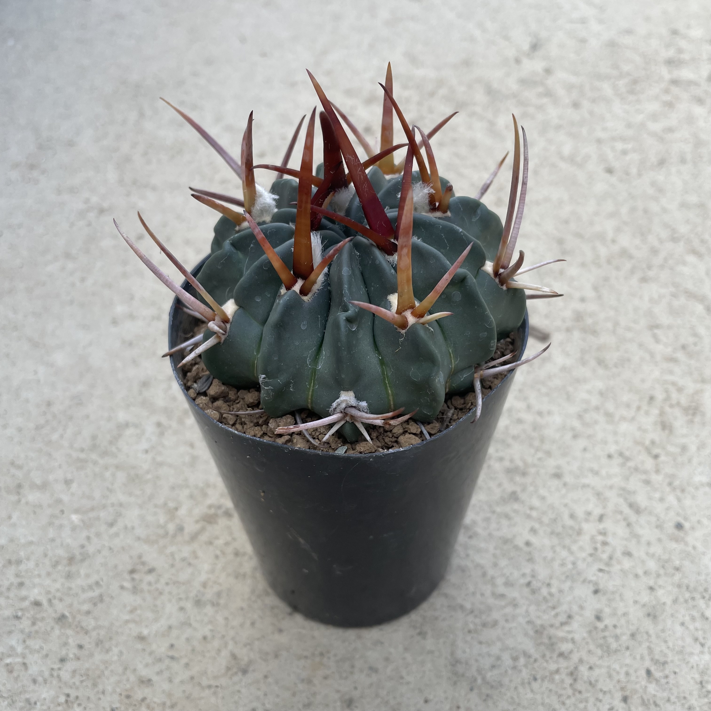 楽天市場】Echinocactus エキノカクタス 大竜冠 タイリュウカン 管理