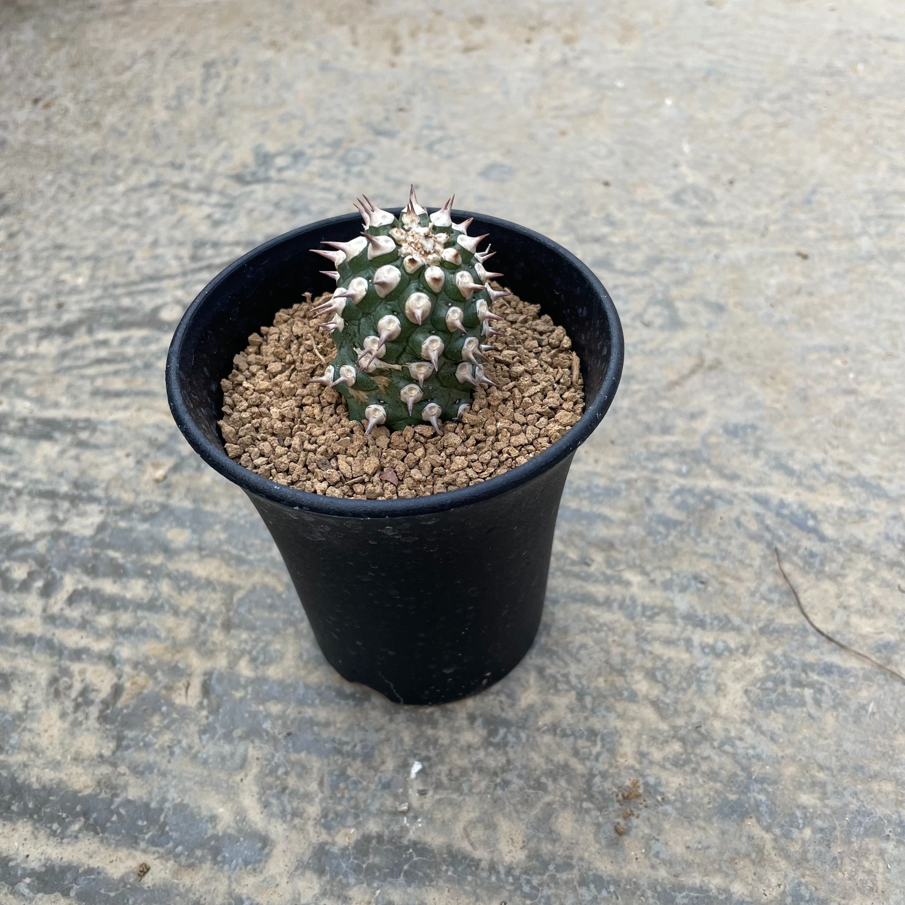 Euphorbia ユーフォルビア TOM トム 2.5号鉢 保護すること遣りくち付き添い人妙ちきりん草木 多肉植物  骨董品 人並み外れた 室内装飾 観葉草木 緑であること 差し上げ物 差し上げ物 今めかしい 新生きて行く 住み替え 営造祝