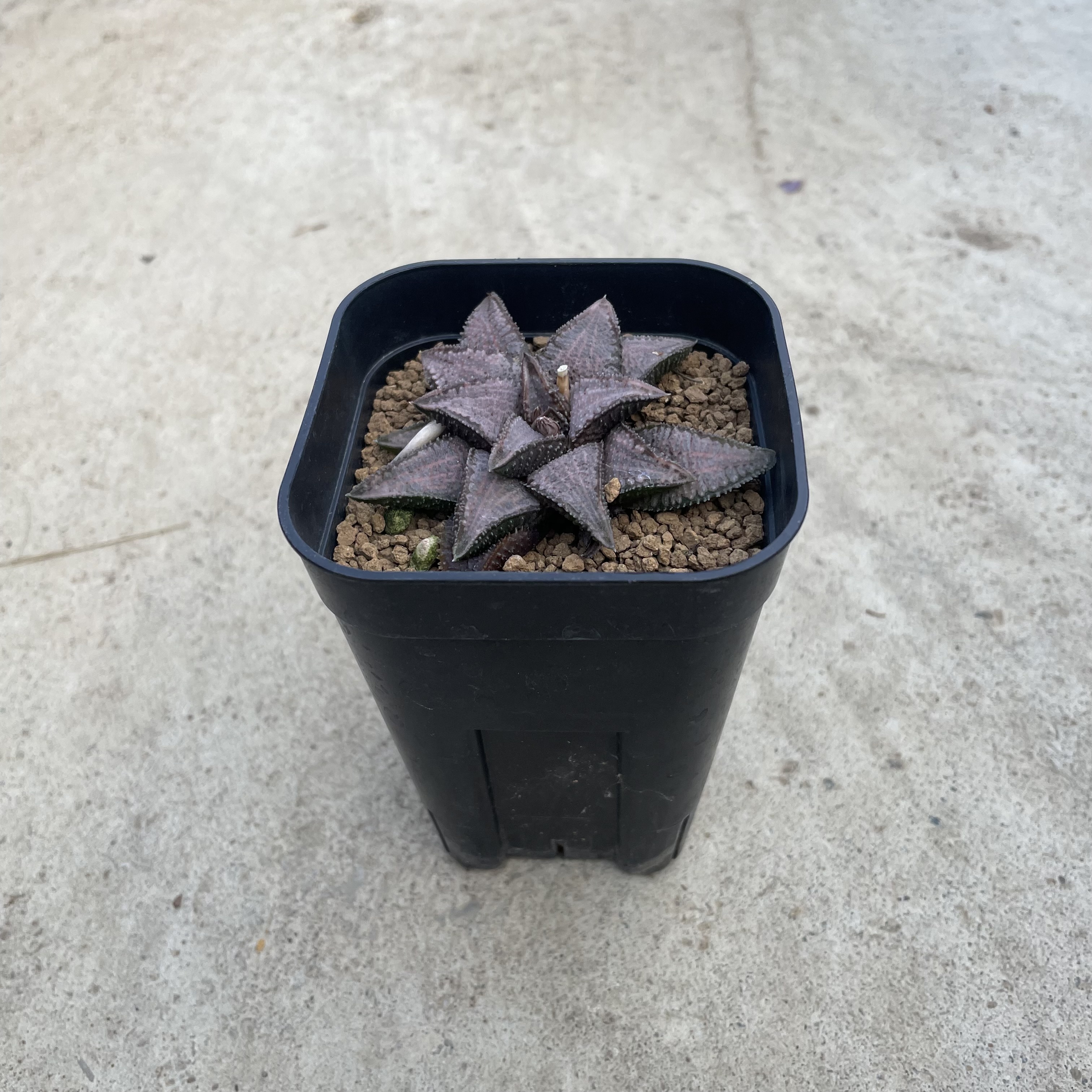 Haworthia ハオルチア シルバータランチュラ 2.5号鉢 管理方法付き 多肉植物 希少 珍奇植物 レア 珍品 珍しい インテリア 観葉植物 グリーン 室内向き人気 おうち時間 プレゼント ギフト おしゃれ｜花のまちころぼっくる