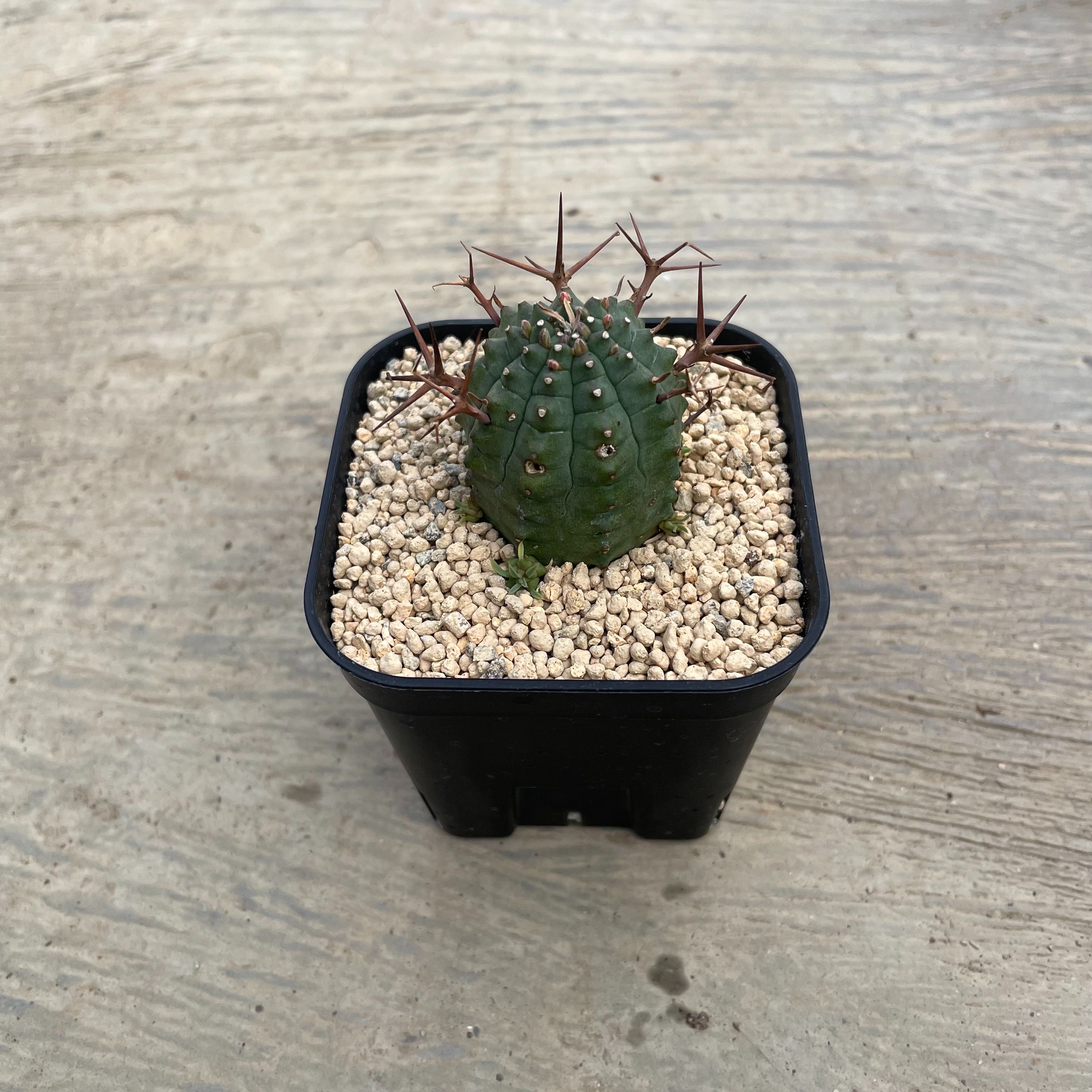 Euphorbia ユーフォルビア 群星冠 ぐんせいかん 2.5号鉢 管理方法付き 多肉植物 インテリア 観葉植物 グリーン 人気 おうち時間 プレゼント ギフト おしゃれ 室内向け 新生活 引っ越し 新築祝