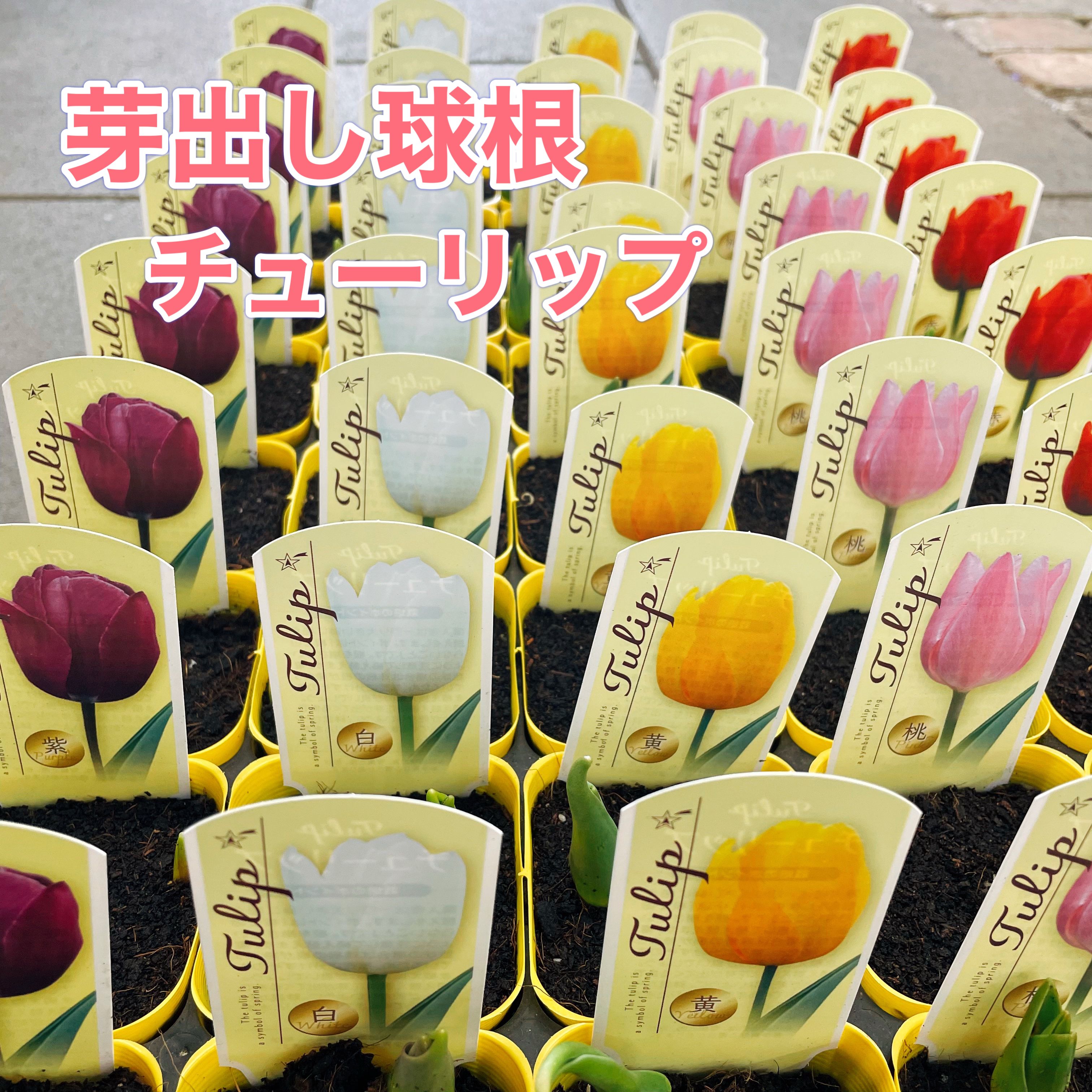 楽天市場】チューリップ球根 JAPANフラワーバルブオブイヤー