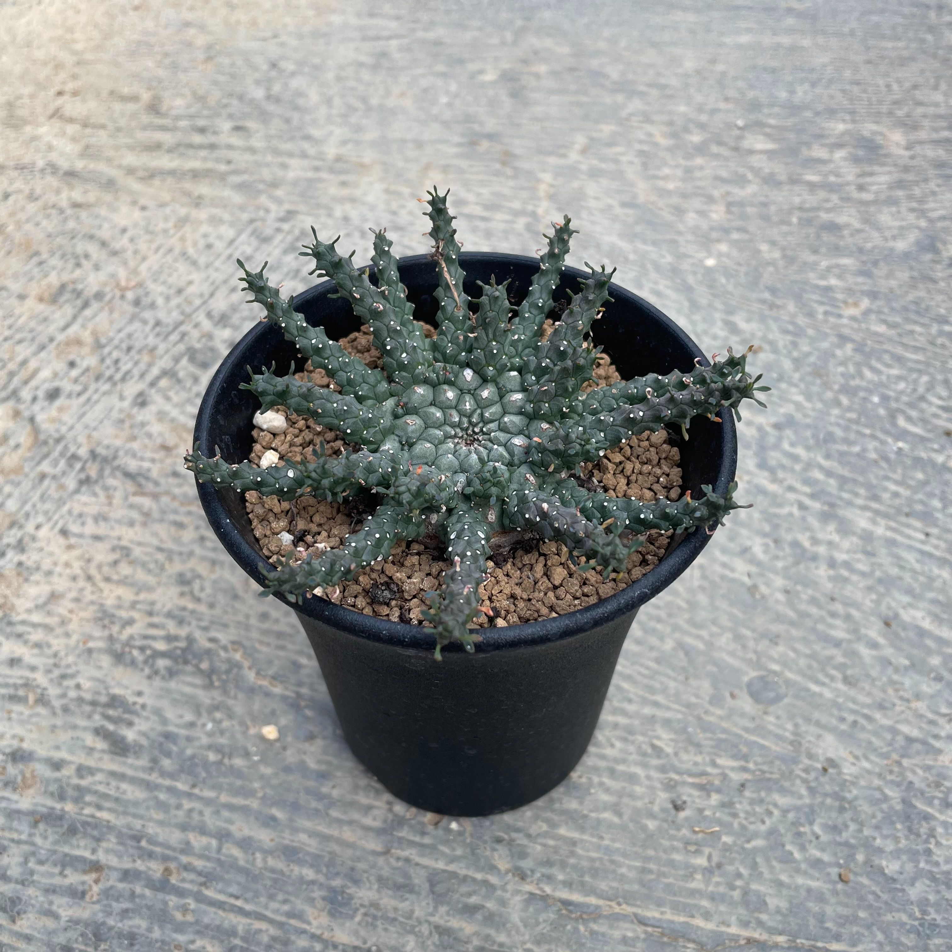 Euphorbia ユーフォルビア ガトベルゲンシス 3.5号鉢 保護すること遣りくち付き添い人 多肉植物 室内装飾 観葉草木 緑であること 一般受け おうち第四次元 差し上げ物 差し上げ物 今めかしい 室内向け 新生きて行く 住み替え 営造祝