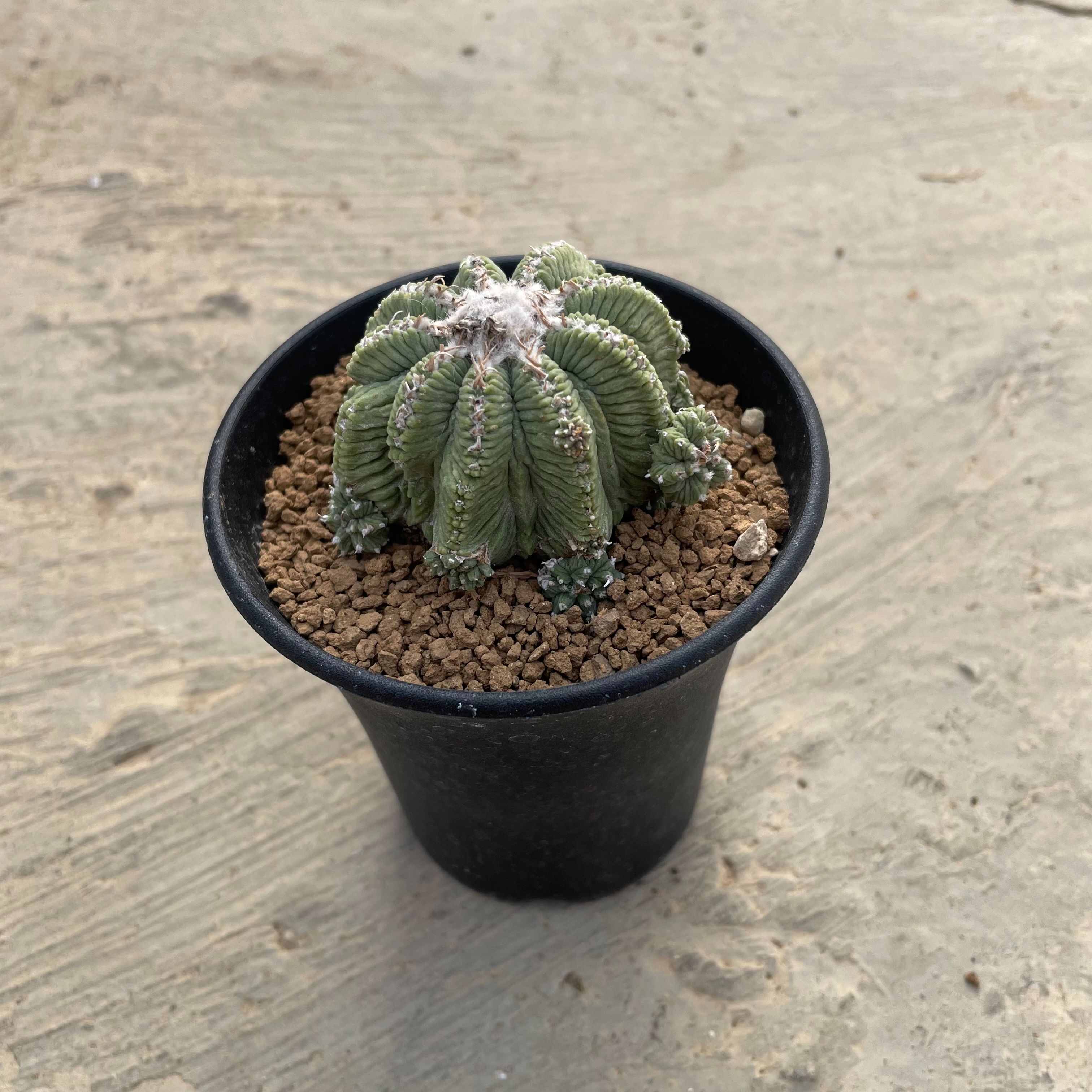 楽天市場】サボテン：アズテキウム 花籠（はなかご）実生*幅2.8cm