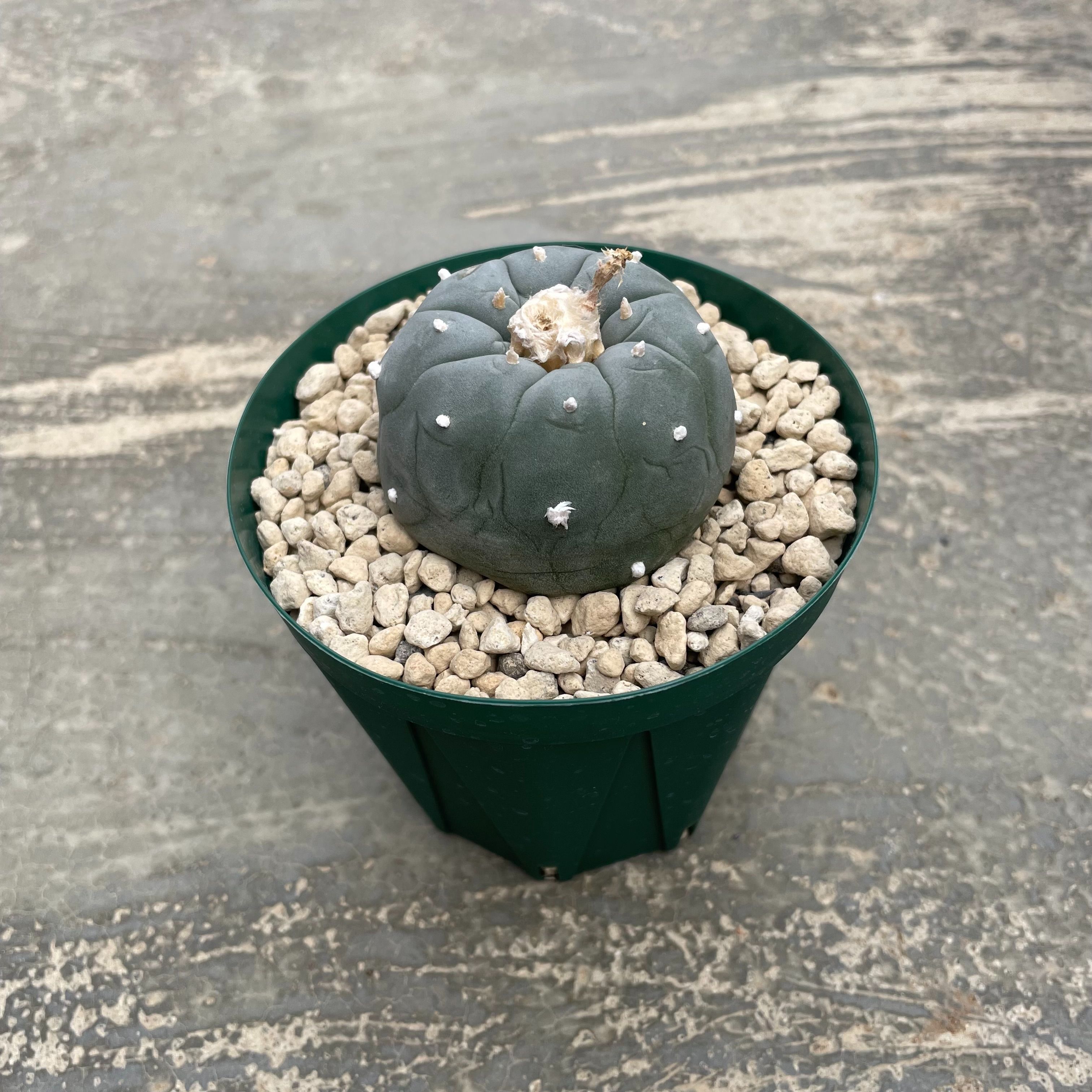 Lophophora ロフォフォラ 疣銀冠 いぼぎんかん（実生） 3.5号鉢 管理方法付き サボテン 多肉植物 観葉植物 インテリア 室内 鉢植え プレゼント ギフト