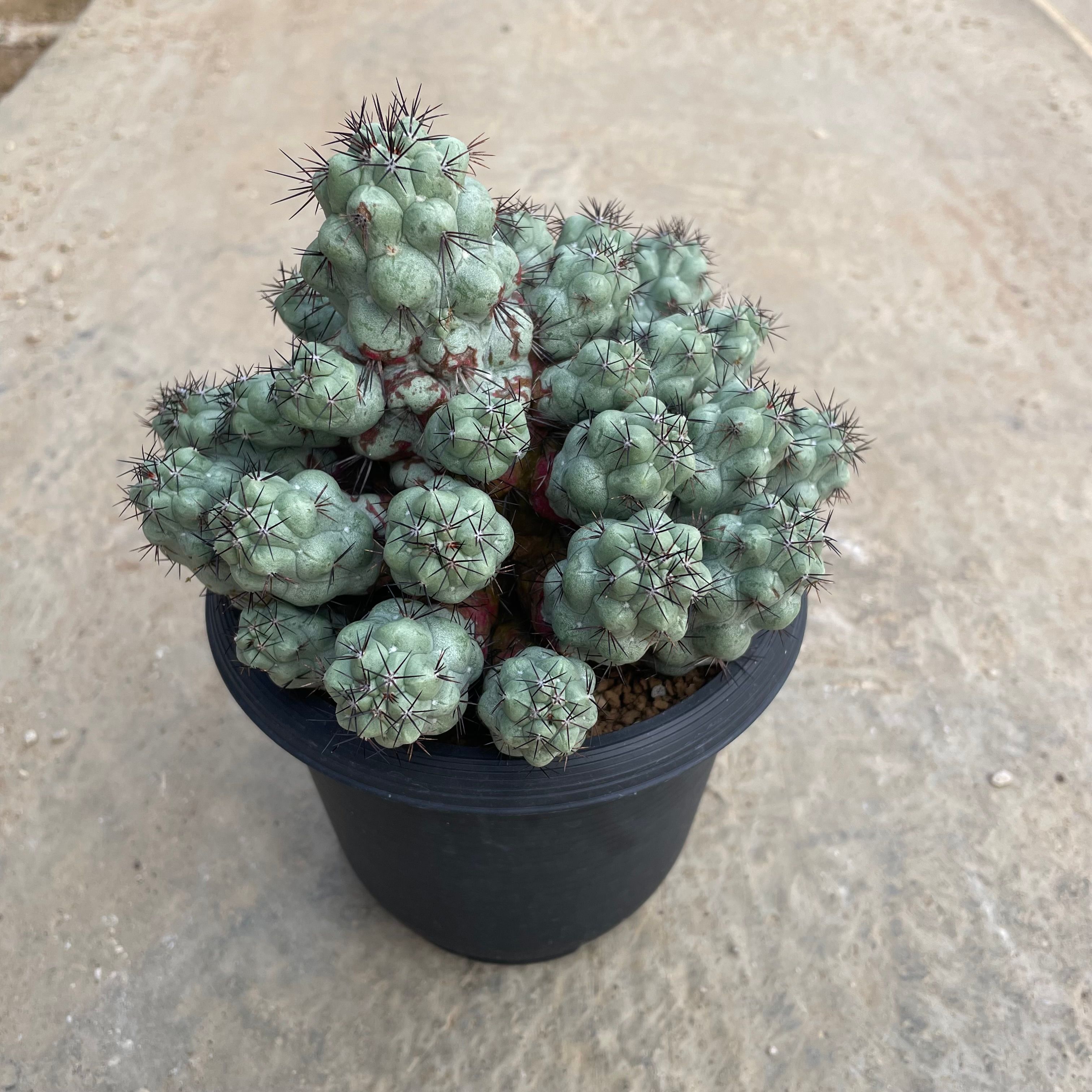 Ortegocactus オルテゴカクタス マクドガリー(実生) 4号鉢 管理方法付き サボテン 多肉植物 観葉植物 希少 レア植物 インテリアグリーン プレゼント ギフト|花のまちころぼっくる
