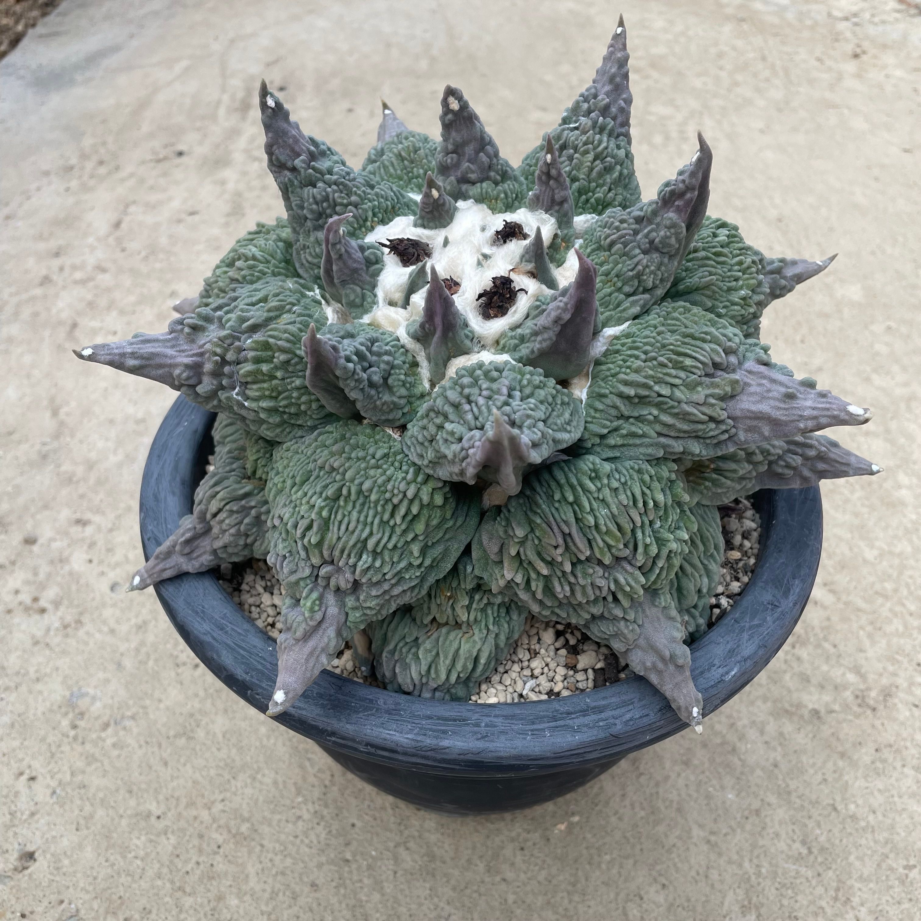 Ariocarpus アリオカルパス 村主モンスト 7号鉢 管理すること遣りくち付き添い人 カクタス  多肉植物 観葉草木 滅多に無い レア 室内装飾 寄せあわせ 御前上等 室内 差し上げ物 差し上げ物