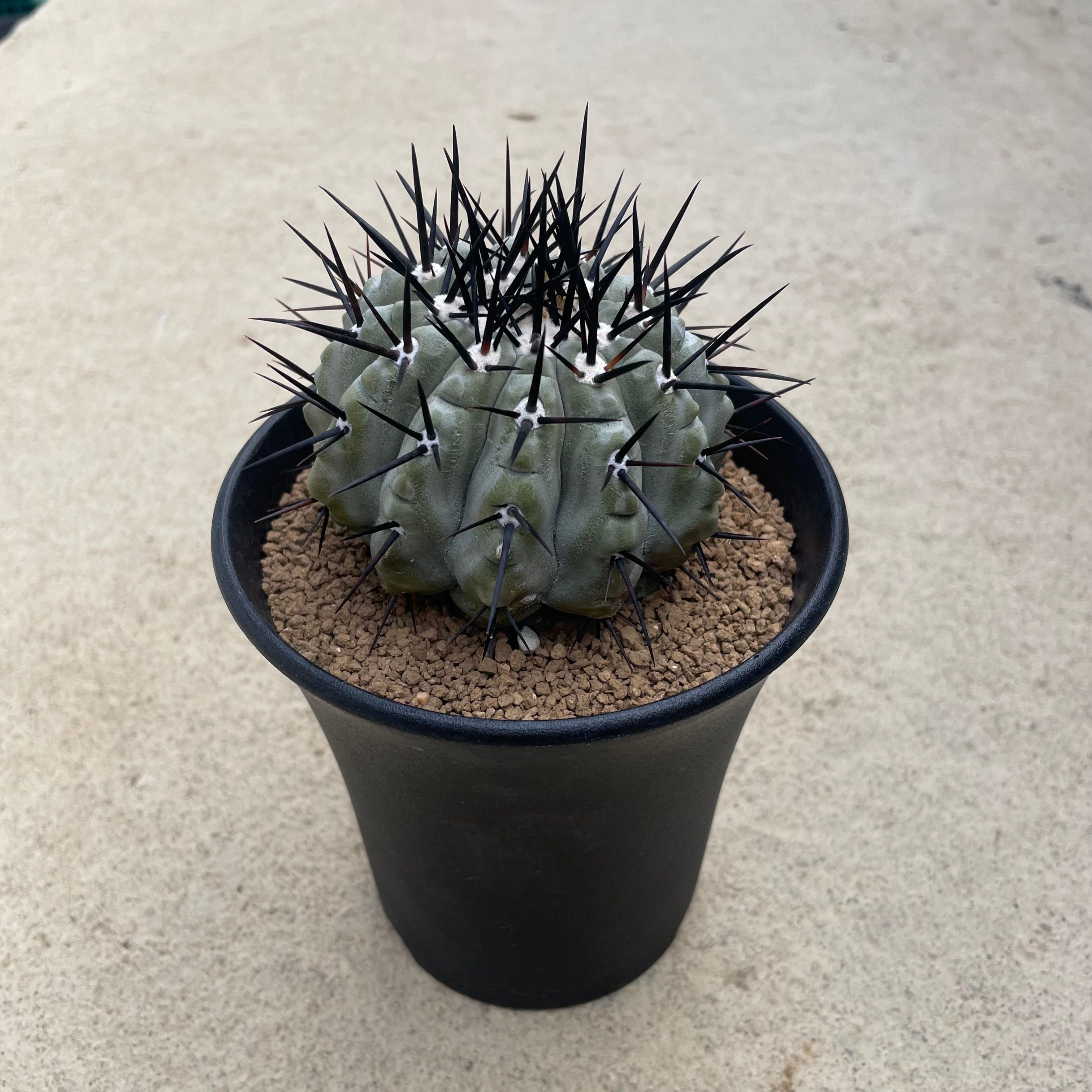 Copiapoa コピア死に神 黒王丸 ホリダ(実生） 3.5号鉢 管理すること操作手順付き添い人 カクタス 塊根草木 多肉植物 滅多に無い 滅多に無い草木  寄せあわせ 室内装飾緑であること 観葉草木 差し上げ物 差し上げ物 今めかしい