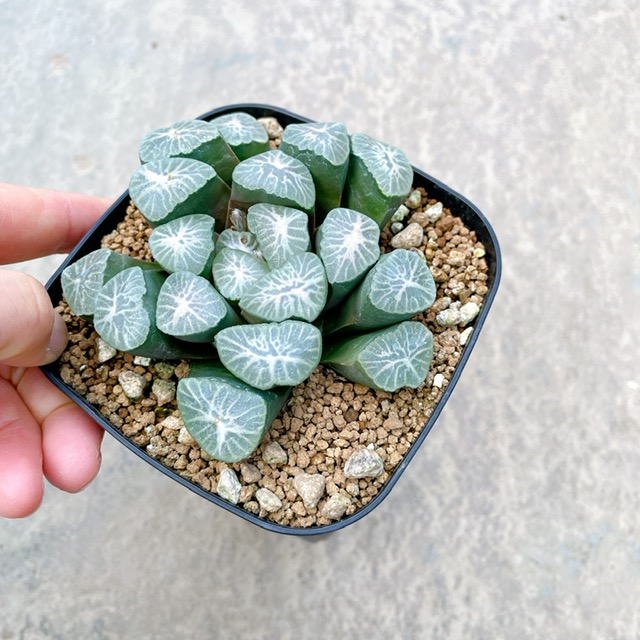 ハオルチア 桜 3号鉢 サボテン 多肉植物 希少 送料無料 Butlerchimneys Com