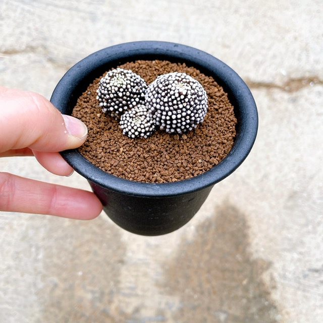 マミラリア ルエチー 3号汁椀 サボテン 多肉植物 滅多にない 送料無料 Foxunivers Com