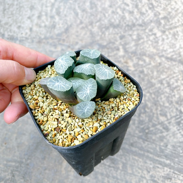 ハオルチア 特選万像稲妻オーロラ 3 号鉢 サボテン 多肉植物 希少 送料無料 Mergertraininginstitute Com