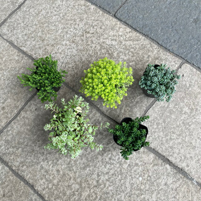 楽天市場 お得なセダム５点セット グランドカバーにもおすすめ 多肉植物 ガーデニング 園芸 寄せ植えおうち時間を楽しもう 花のまちころぼっくる