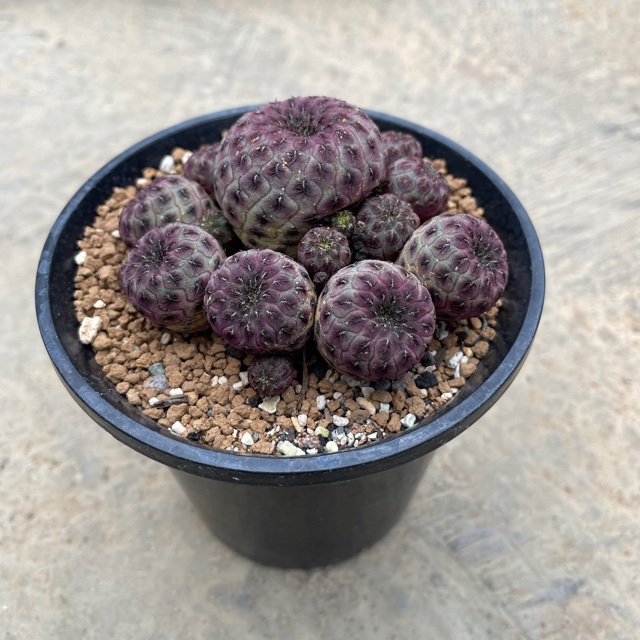 Sulcorebutia ラウシー 実 3号 サボテン 多肉植物 希少 珍奇植物 Kanal9tv Com