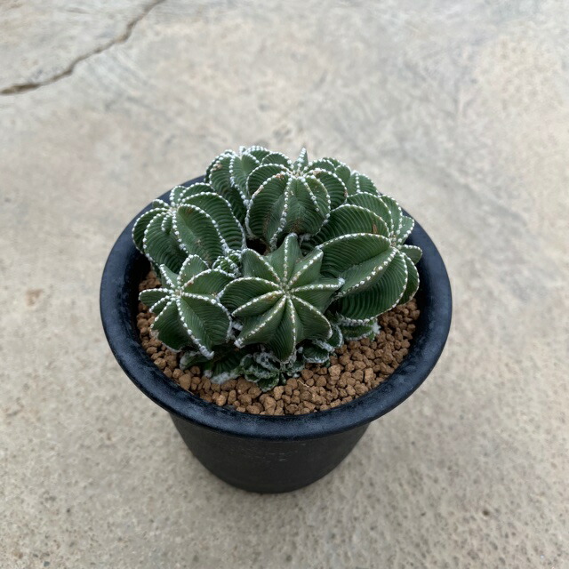 現品限り一斉値下げ 多肉植物 珍奇植物花 ガーデン Diy アステキュウム 希少 ４号鉢 サボテン ヒントニイ ４号鉢 花 観葉植物 珍奇植物 激安爆売り新品