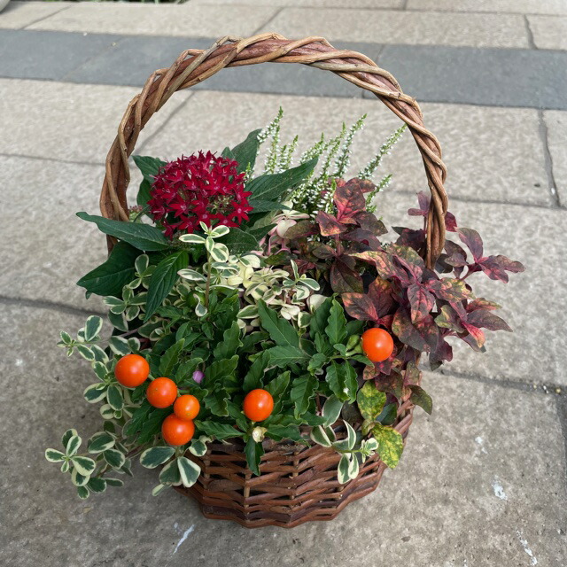 季節の寄せ植え 鉢植え 苗 寄せ植え おしゃれ かわいい 華やか プレゼント ギフト ガーデン 新築祝い 開店祝い 季節の花 花の競演 母の日 園芸 バスケット 屋外 玄関 鉢 プランター 秋 送料無料 本命ギフト