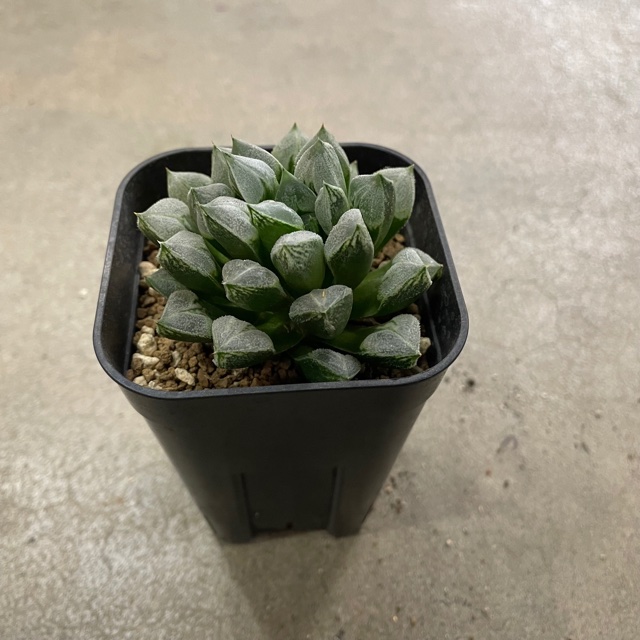 22年新作 サボテン おしゃれ花 ガーデン Diy Haworthia 3号鉢 送料無料 レア ラブハート 観葉植物 珍奇植物 レア 珍品 インテリア 珍しい 多肉植物 希少 観葉植物 グリーン 人気 おうち時間 プレゼント ギフト おしゃれ 22a W新作 送料無料