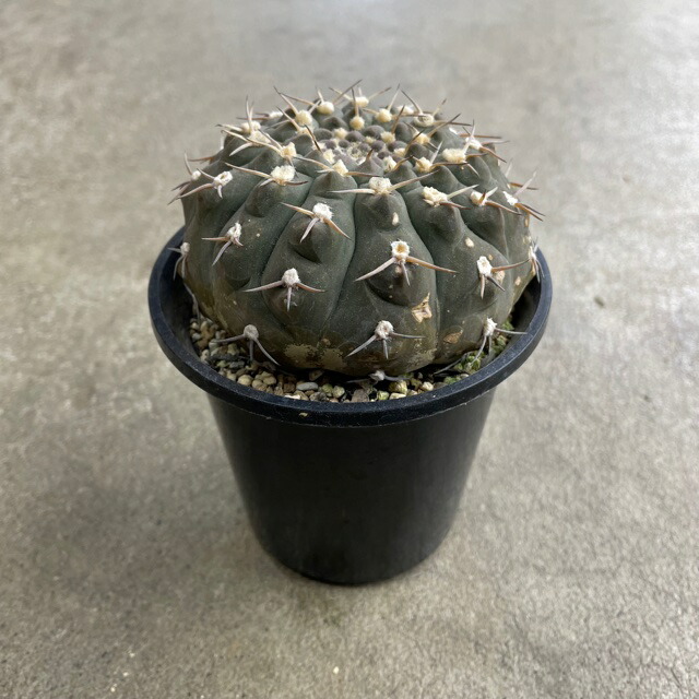 3 5号鉢 サボテン 多肉植物 希少 珍奇植物 レア 珍品 珍しい インテリア 観葉植物 グリーン 人気 おうち時間 プレゼント ギフト おしゃれ 最大の割引 3 5号鉢 サボテン 多肉植物 希少 珍奇植物 レア 珍品 珍しい インテリア 観葉植物 グリーン 人気 おうち時間 プレゼント ギフト おしゃれ 最大の割引