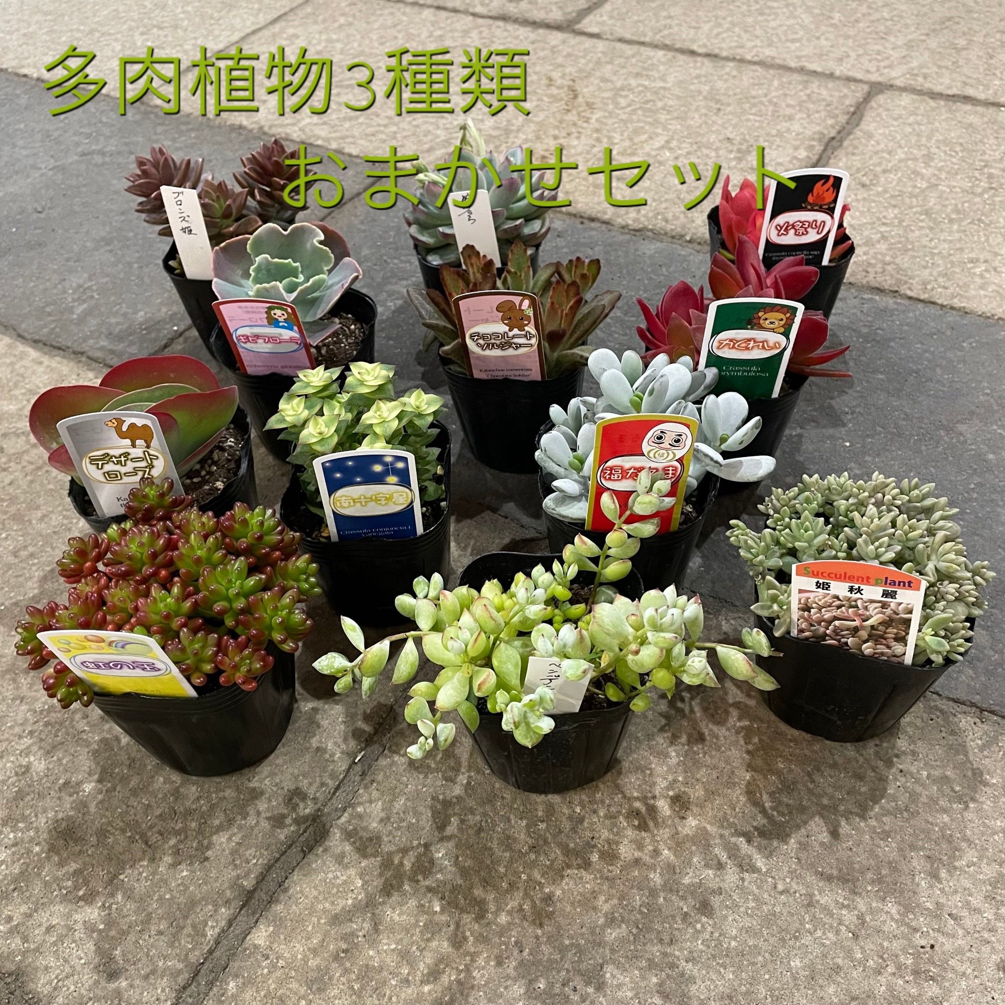 楽天市場】【cymnocalycium 純系】2.5号 サボテン 多肉植物 希少 珍奇植物 レア 珍品 珍しい インテリア 観葉植物 グリーン 人気  おうち時間 プレゼント ギフト おしゃれ : 花のまちころぼっくる