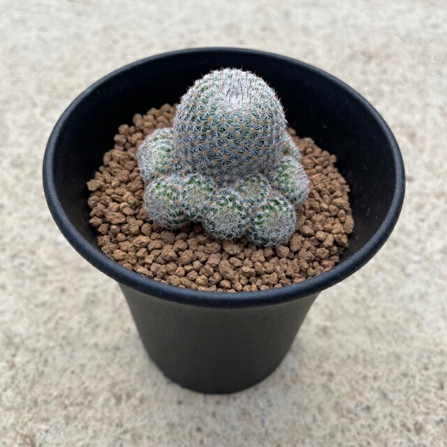 5号鉢 サボテン おうち時間 おしゃれ インテリア ギト グリーン プレゼント レア 人気 多肉植物 希少 珍しい 珍品 珍奇植物 観葉植物 最前線の 多肉植物