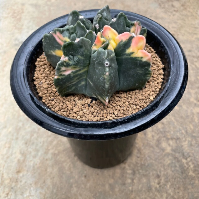 楽天市場】【Lophophora ロフォフォラ 銀冠玉錦（実）】2.5号鉢