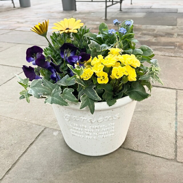 サワラ寄せ植え約30cm 青い鉢 サワラ寄せ植え約30cm 青い鉢