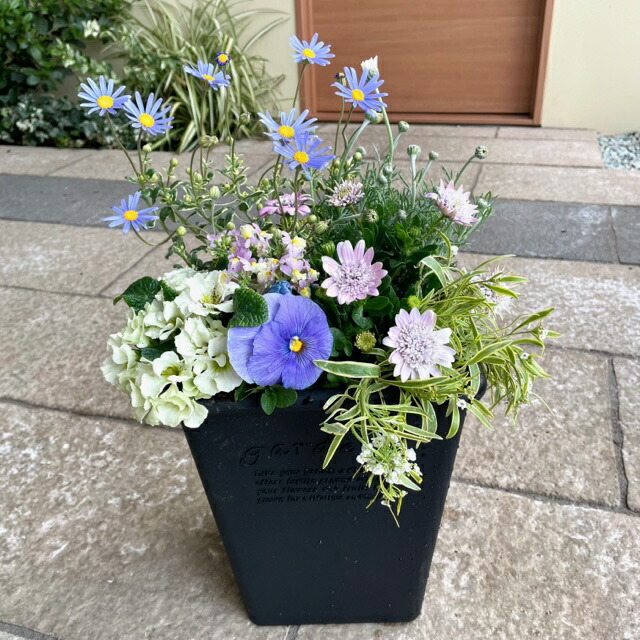 市場 花いっぱいの寄せ植え 鉢植え プレゼント かわいい 苗 ギフト 季節の寄せ植え 寄せ植え 華やか おしゃれ