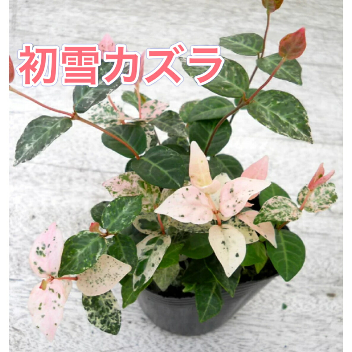 楽天市場】ハツユキカズラ 苗 【初雪カズラ （はつゆきかづら