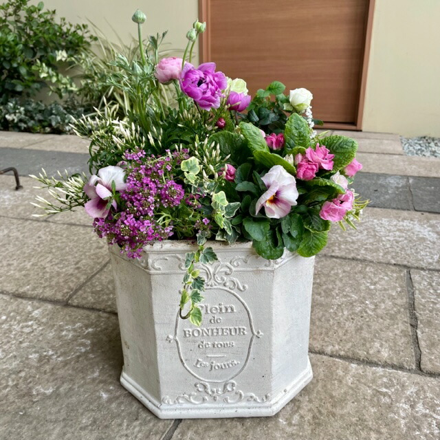 市場 花いっぱいの寄せ植え 鉢植え プレゼント かわいい 苗 ギフト 季節の寄せ植え 寄せ植え 華やか おしゃれ