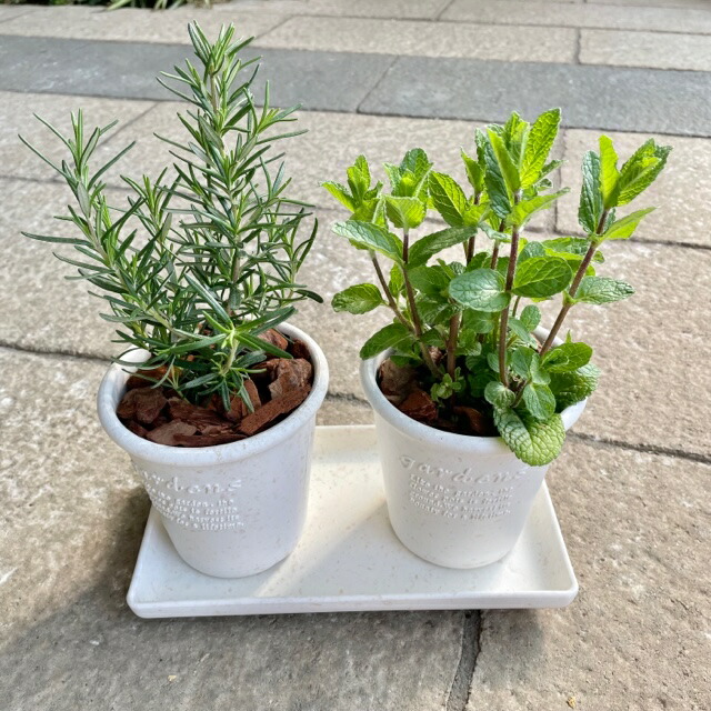 市場 選べるハーブ苗ツインセット キッチン ひと手間 おうち時間を楽しもう 香りづけ 苗 寄せ植え 受け皿付き ハーブ スパイスハーブ 鉢植え 市場 選べるハーブ苗ツインセット キッチン ひと手間 おうち時間を楽しもう 香りづけ 苗 寄せ植え 受け皿付き ハーブ スパイスハーブ 鉢植え
