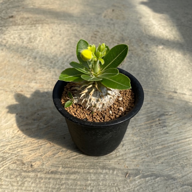 楽天市場】【Pachypodium パキポディウム 光堂】5号鉢 サボテン 多肉