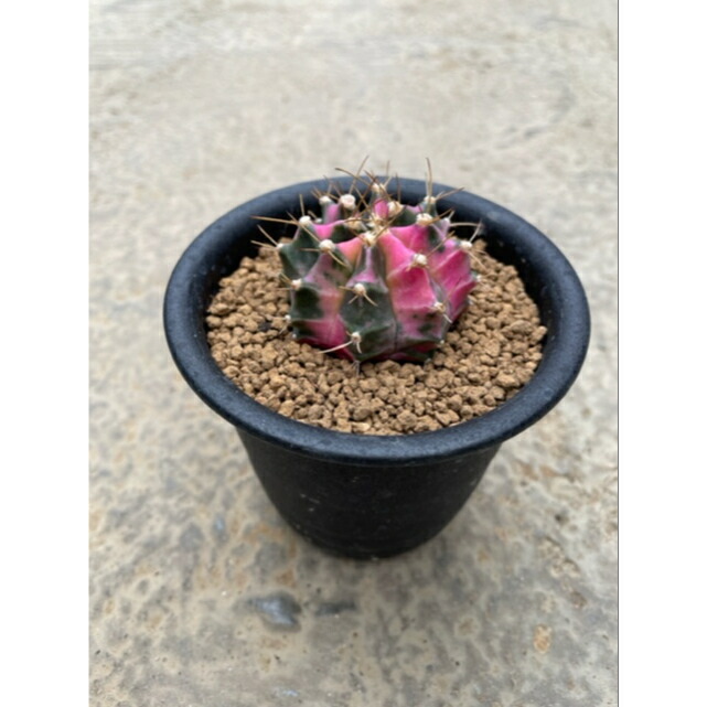 楽天市場】【cymnocalycium 純系】2.5号 サボテン 多肉植物 希少 珍奇植物 レア 珍品 珍しい インテリア 観葉植物 グリーン 人気  おうち時間 プレゼント ギフト おしゃれ : 花のまちころぼっくる