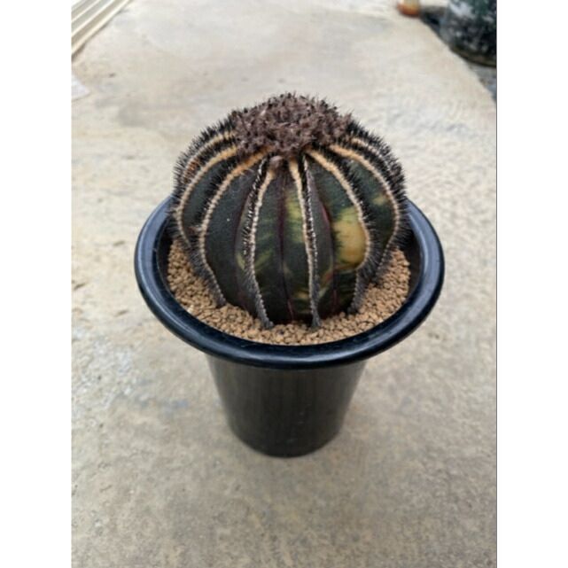 楽天市場】【cymnocalycium 純系】2.5号 サボテン 多肉植物 希少 珍奇植物 レア 珍品 珍しい インテリア 観葉植物 グリーン 人気  おうち時間 プレゼント ギフト おしゃれ : 花のまちころぼっくる