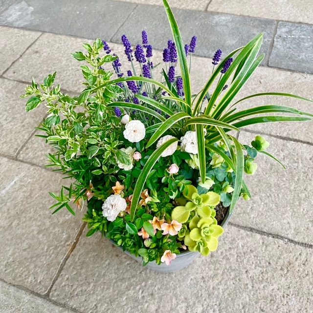 ハーブと季節の寄せ植え 寄せ植え 華やか ギフト ベランダガーデン ガーデン 香り 玄関 おしゃれ ナチュラル プレゼント 苗 ハーブ 鉢植え かわいい