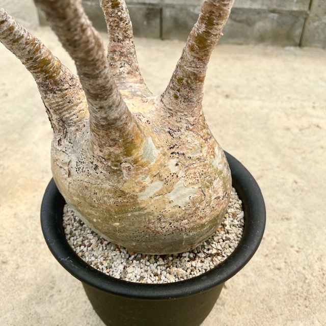 5号鉢 サボテン おうち時間 おしゃれ インテリア ギト グリーン プレゼント レア 人気 多肉植物 希少 珍しい 珍品 珍奇植物 観葉植物 最前線の 多肉植物